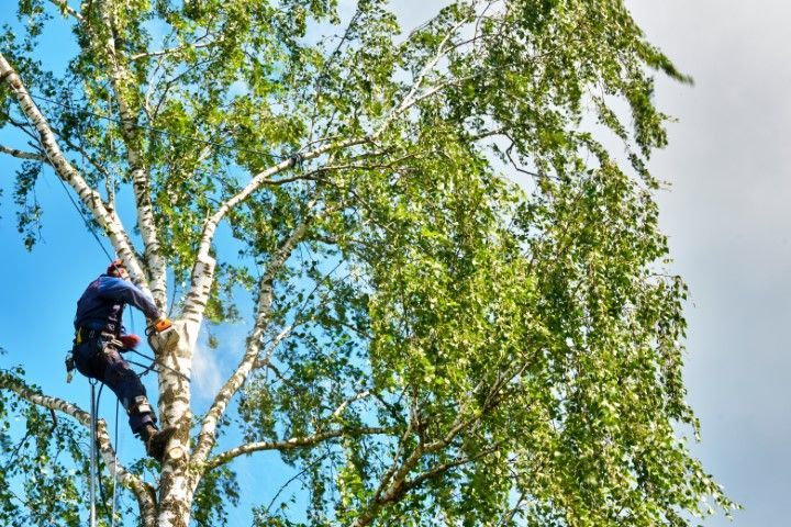 Arborist in blue uniform, using chainsaw to trim a birch tree, set against a blue sky.