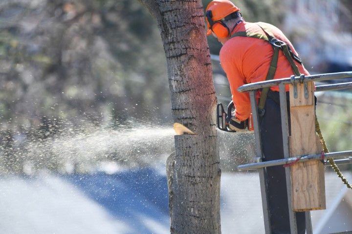 Arborist in orange protective gear using chainsaw to cut a tree from a platform.