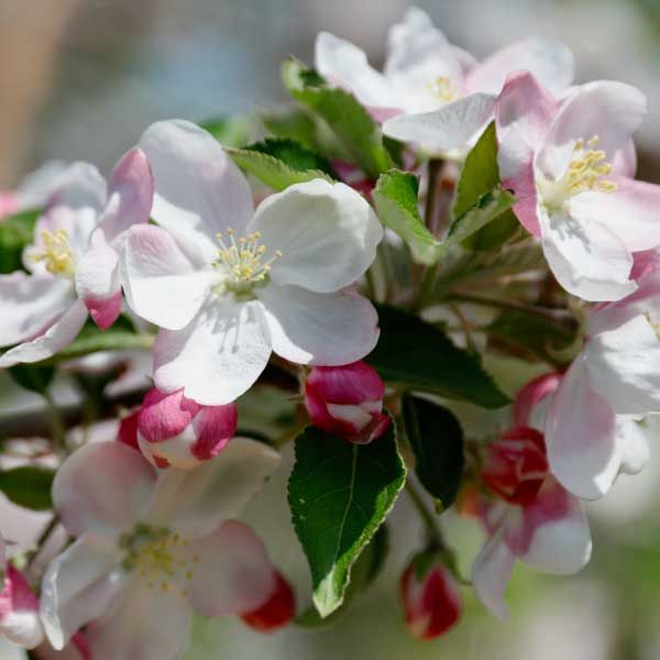 White and pink apple blossoms on a branch, with green leaves and pink buds.
