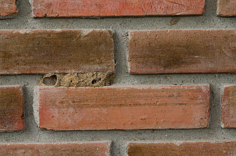 Pests Coming Out Of External Wall — Vale Building Inspections in Bateau Bay, NSW