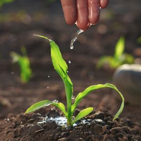 A person is watering a small plant in the dirt