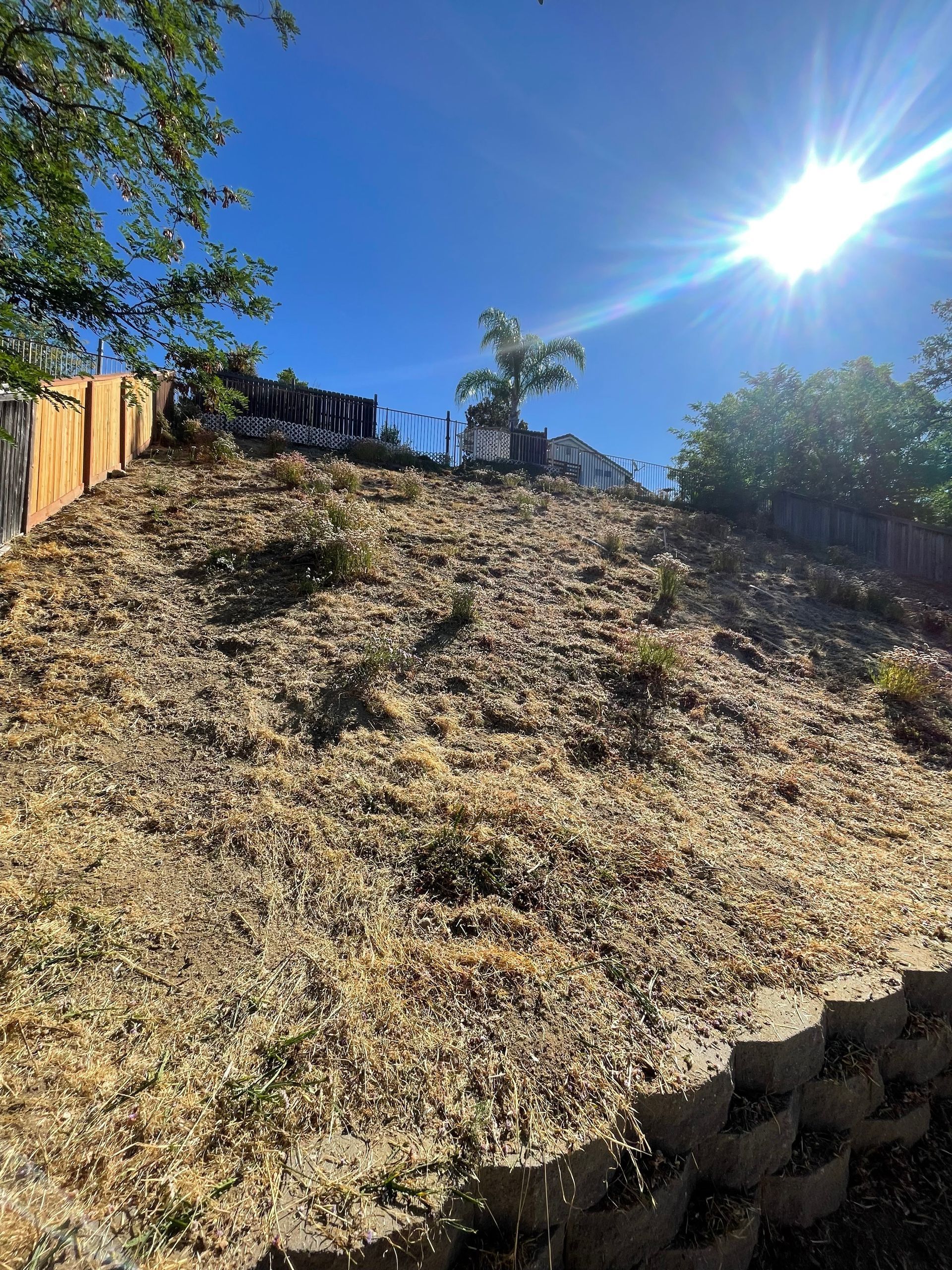 The sun is shining through the trees on a hillside