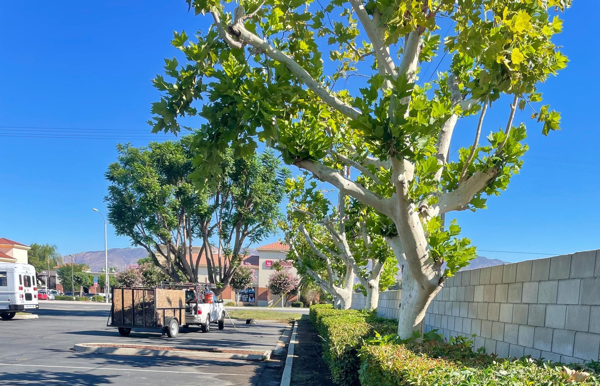 A truck is parked in a parking lot next to a tree.