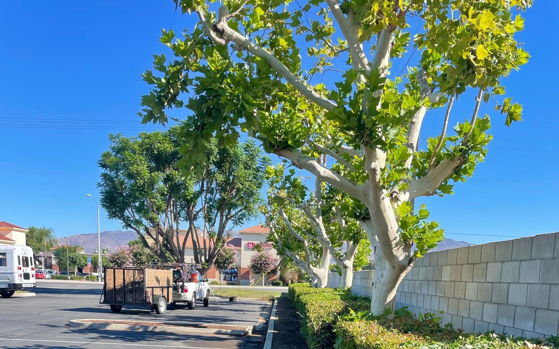 A white truck is parked in a parking lot next to a tree.