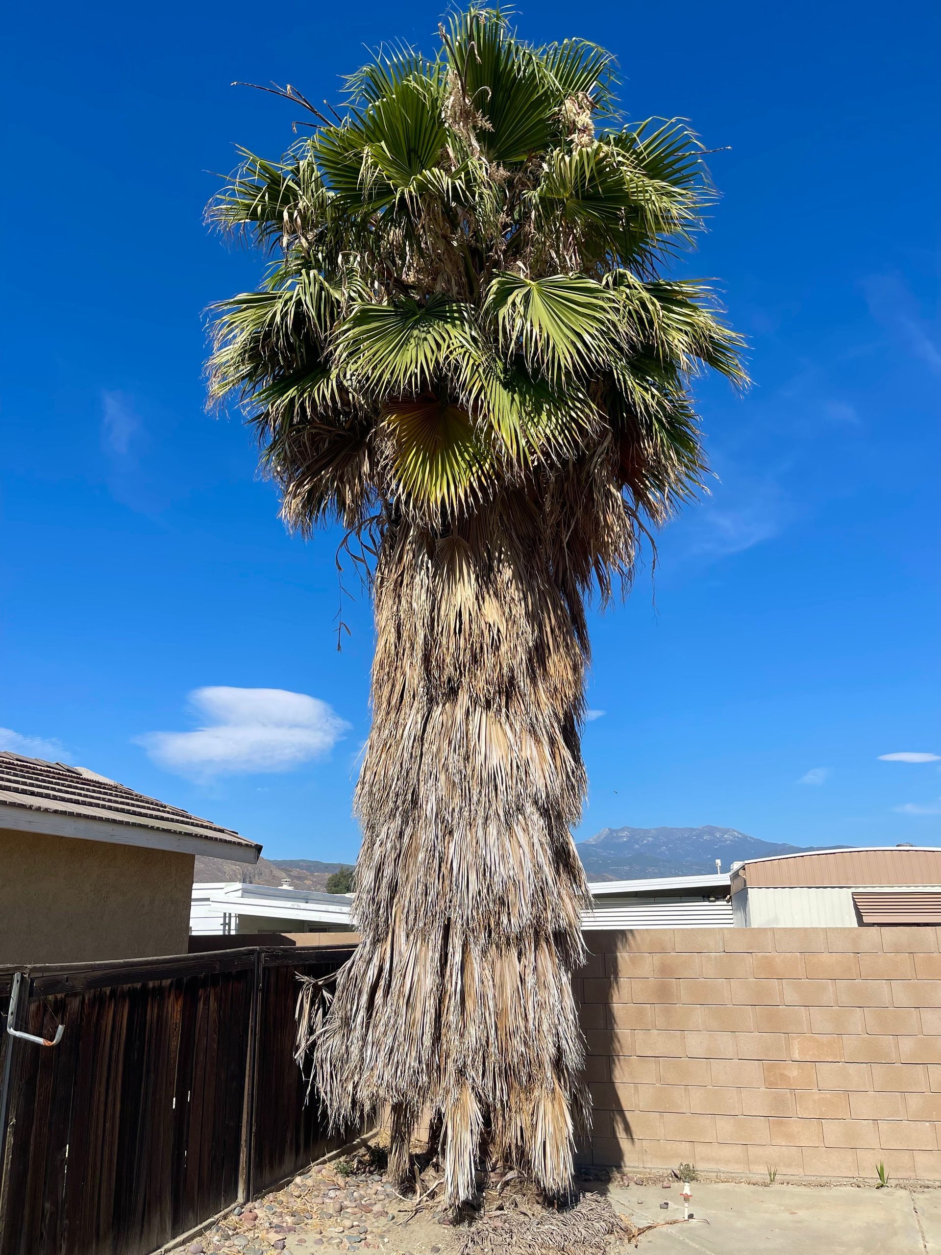 A palm tree stands tall in front of a house