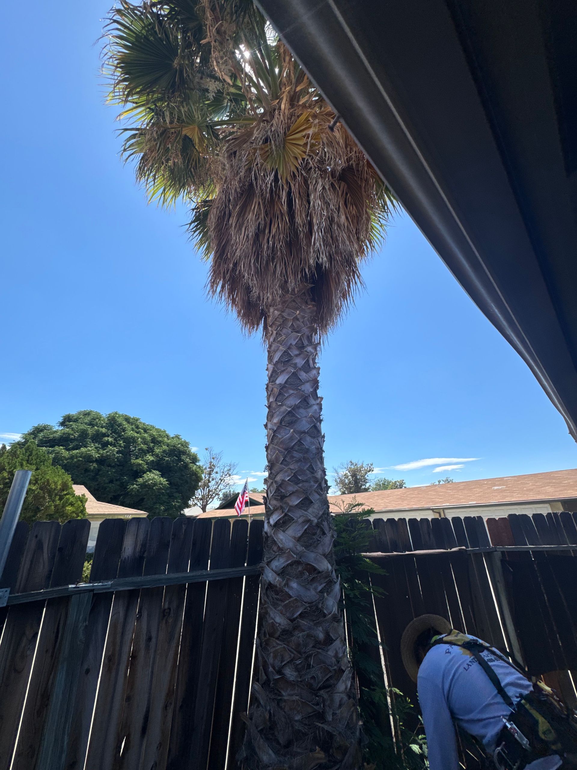 A man is looking up at a palm tree behind a wooden fence.