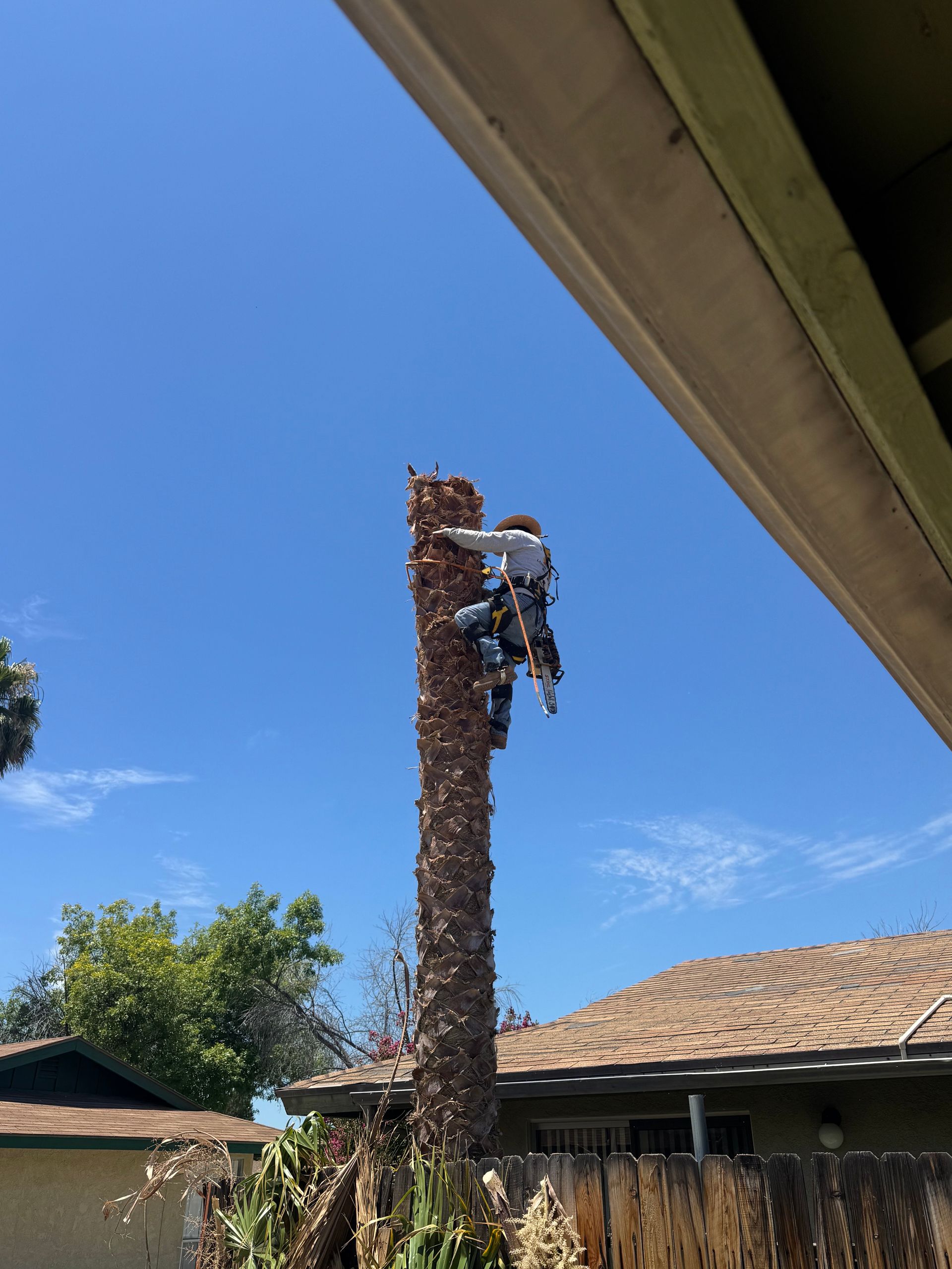 A man is climbing a palm tree in front of a house.