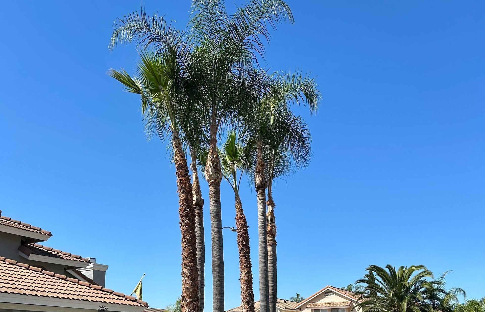 A row of palm trees in front of a house on a sunny day