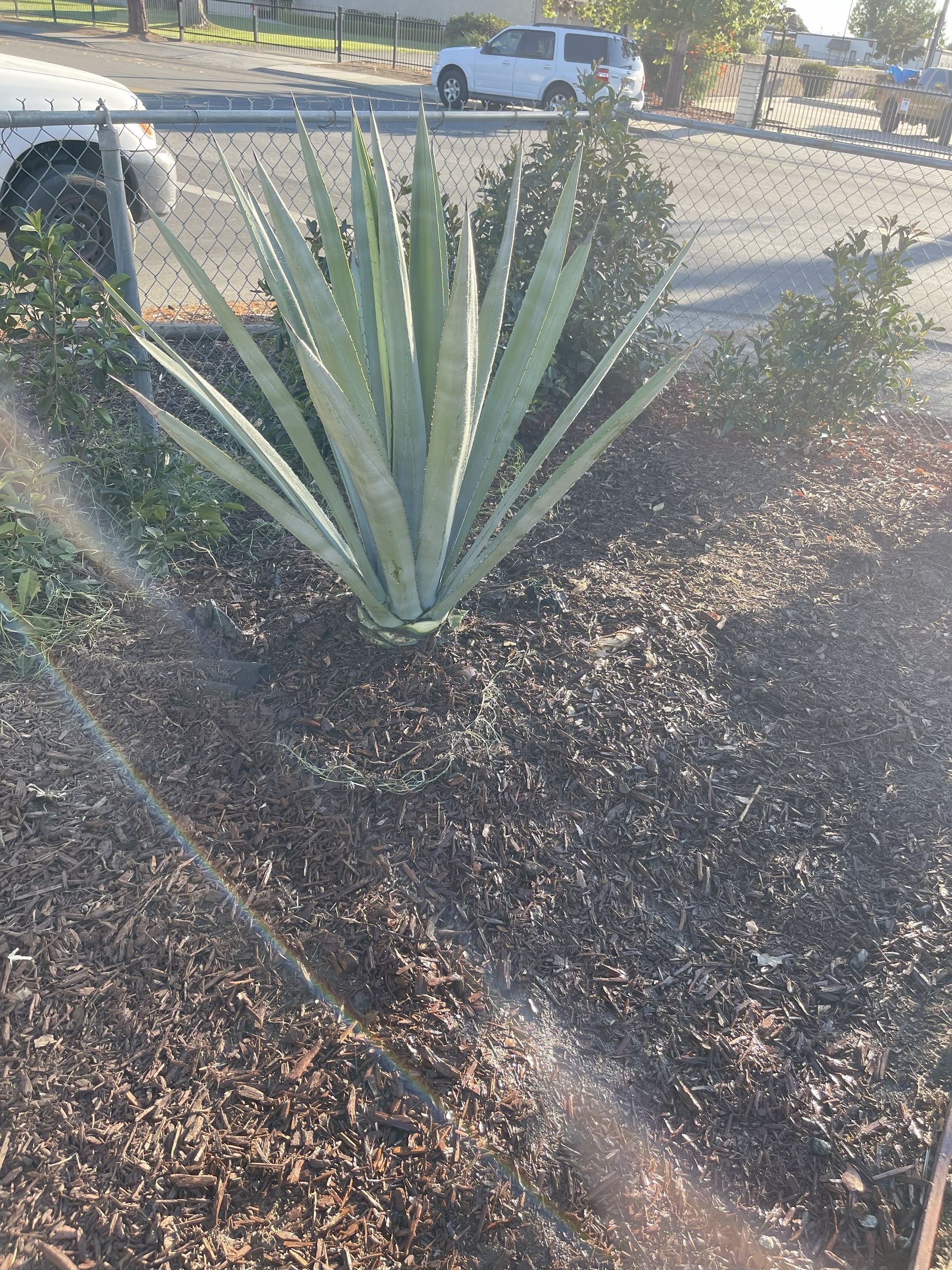 Agave Planting, Desert Plant Installation, Landscape Planting