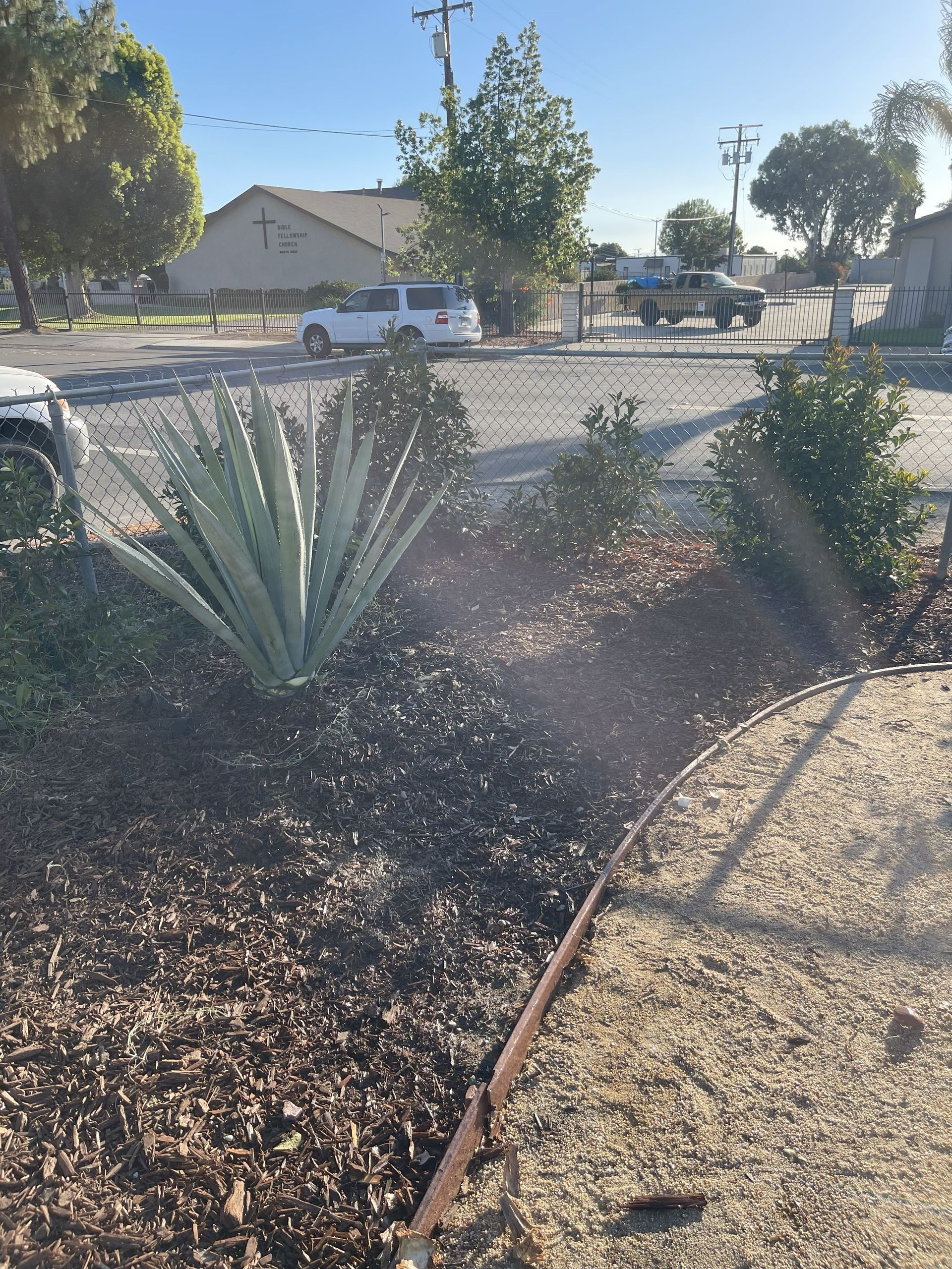 A landscaped garden with an agave plant and shrubs, bordered by gravel. Road and houses in the background.