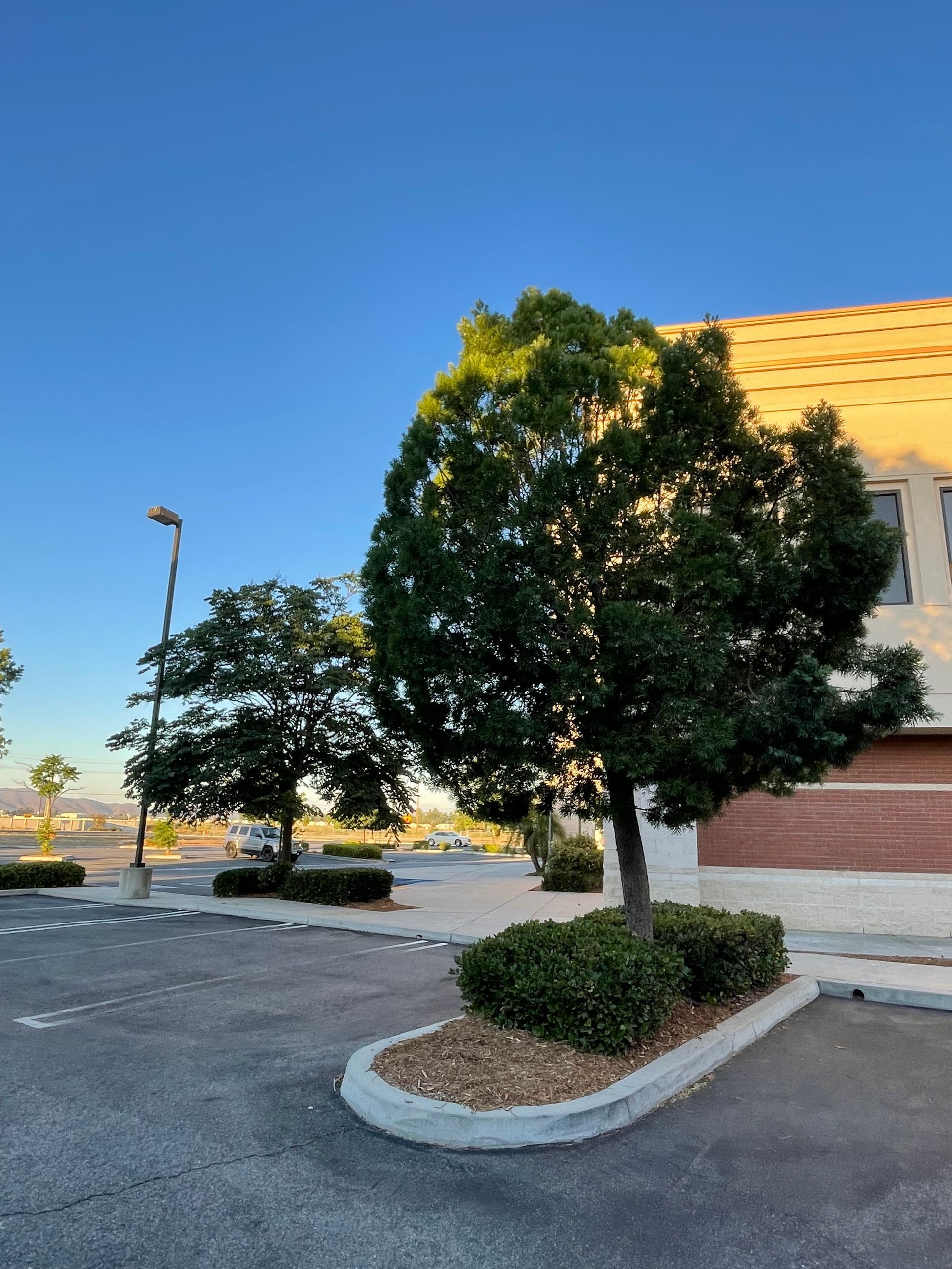 Trees and bushes in a parking lot with a clear blue sky and a building in the background. Early morning or late afternoon light.