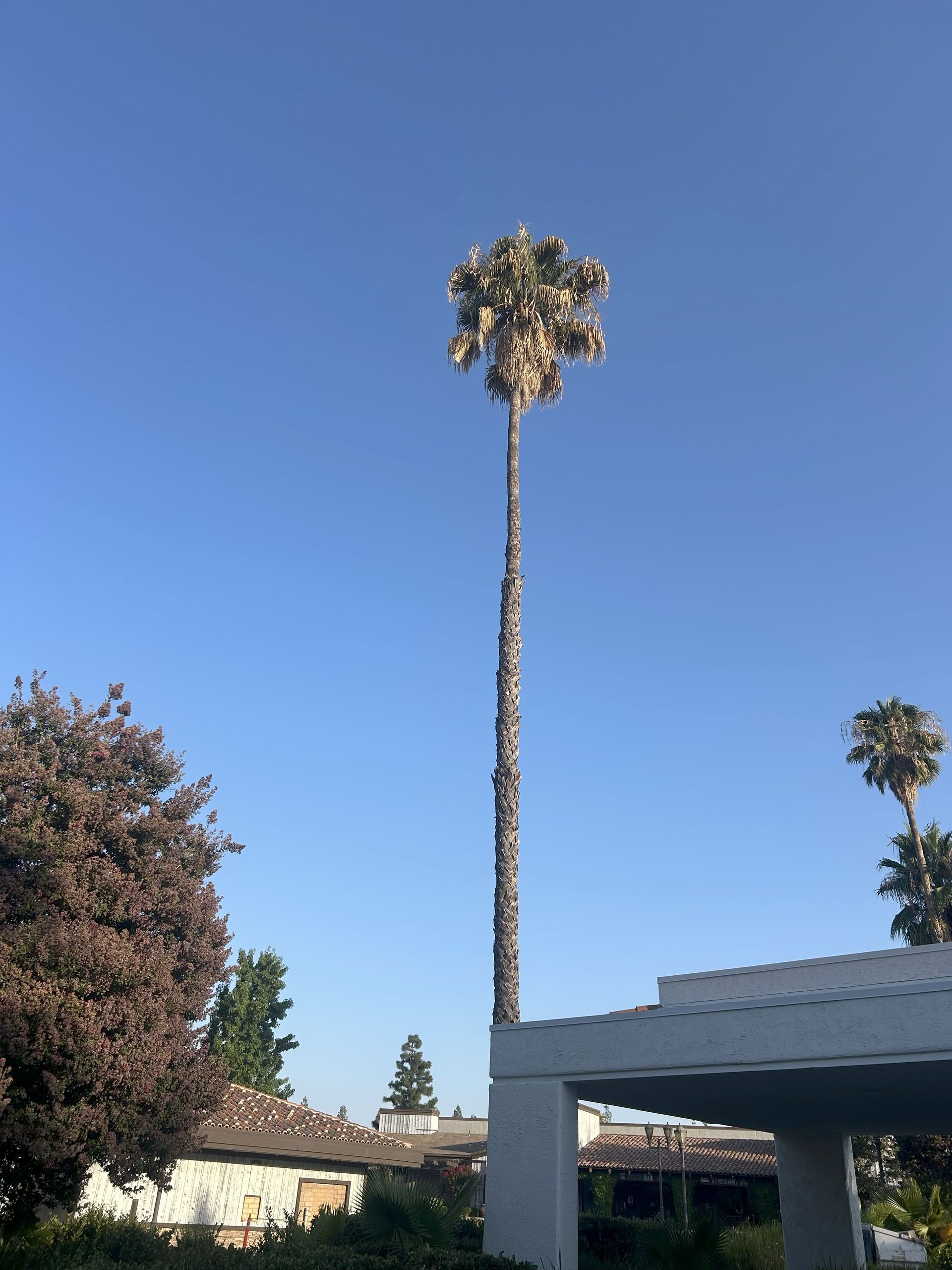 Tall palm tree with textured trunk against a clear blue sky, near a building with white roof.