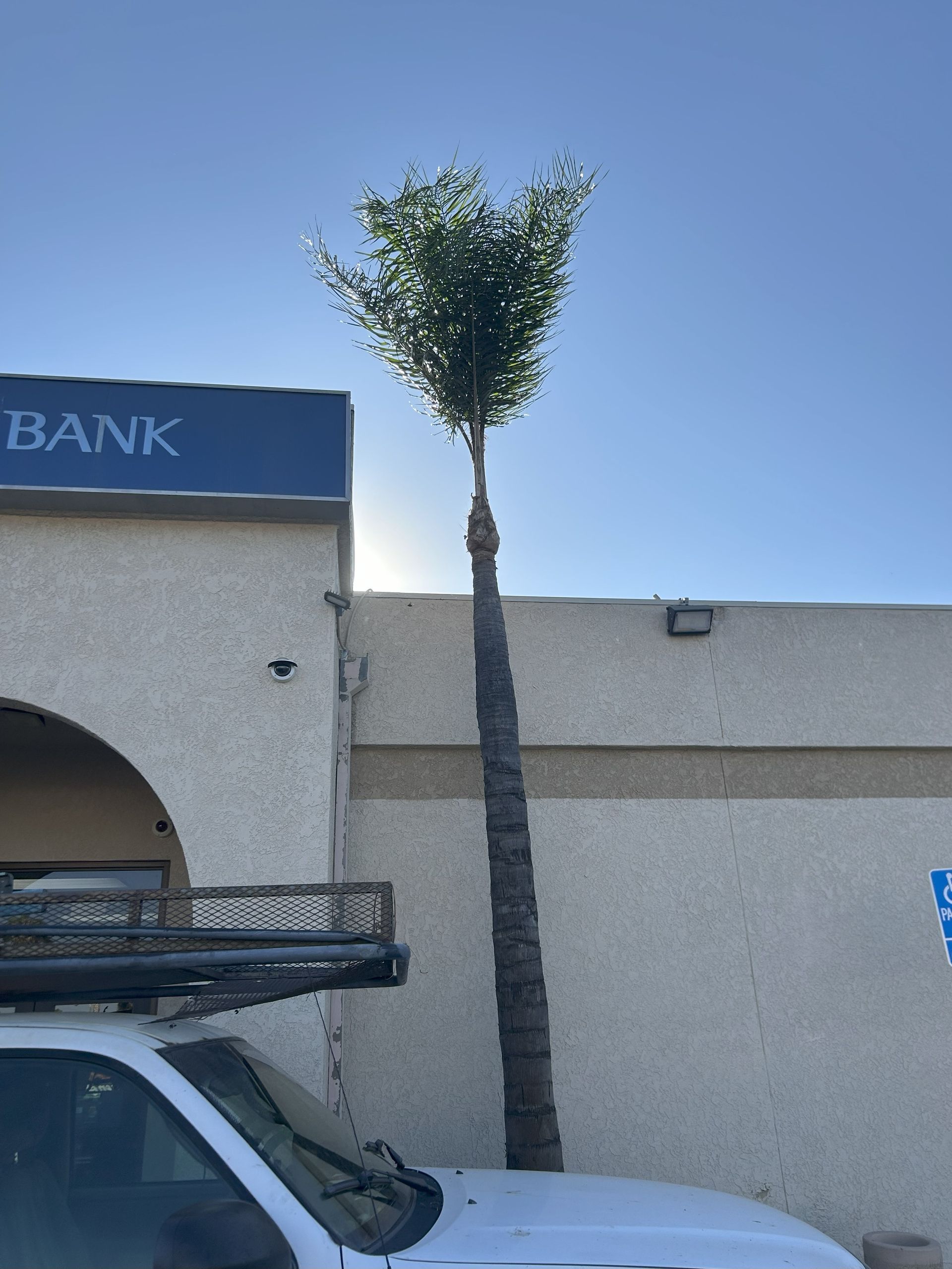 Palm Tree Trimming & Shaping, Palm Tree Maintenance, Palm Tree Debris Hauling & Disposal