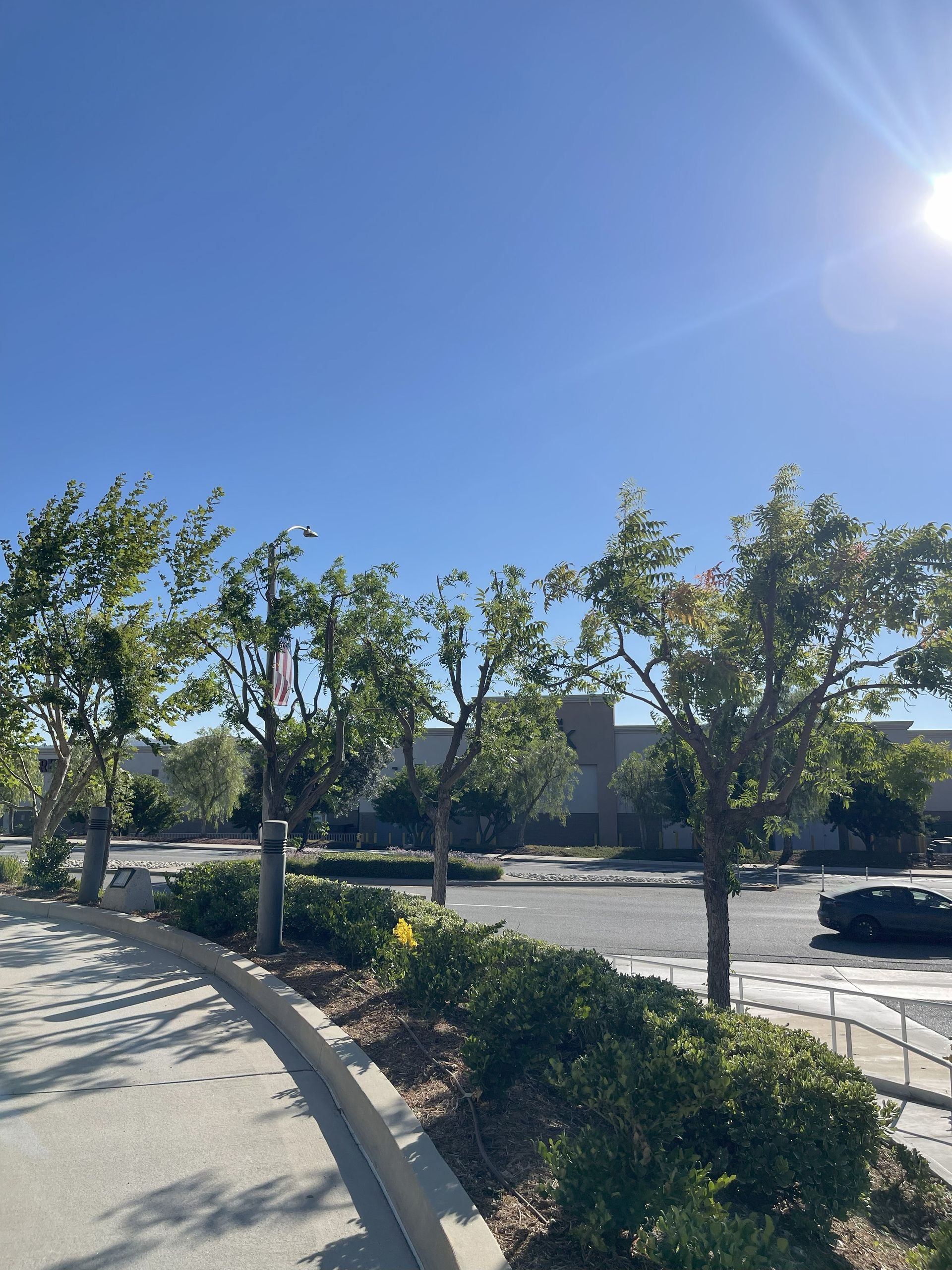 Trees and bushes line a sidewalk on a sunny day, with a blue sky in the background.
