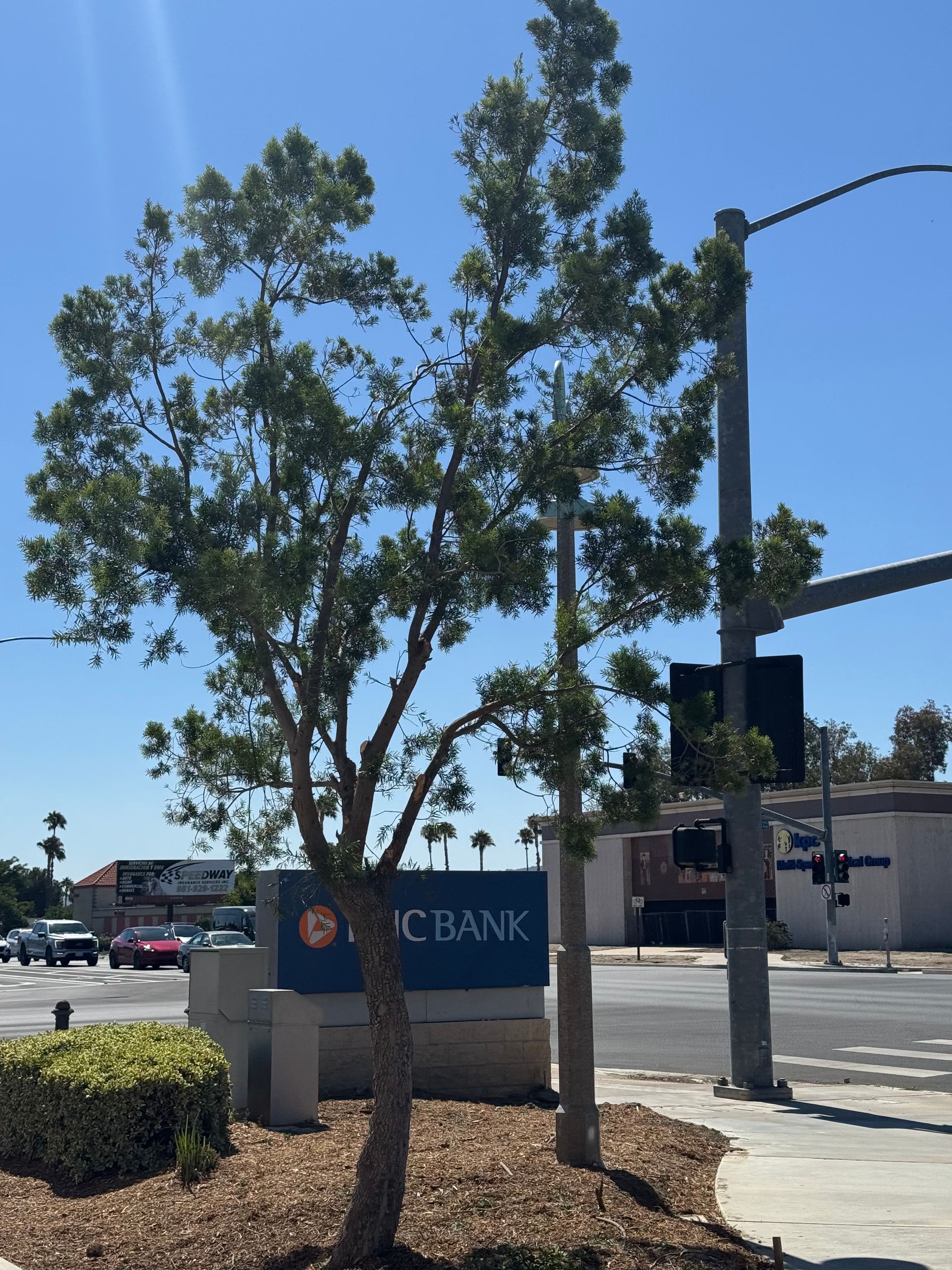 Commercial Tree Trimming, Large Branch Removal, Tree Health Maintenance