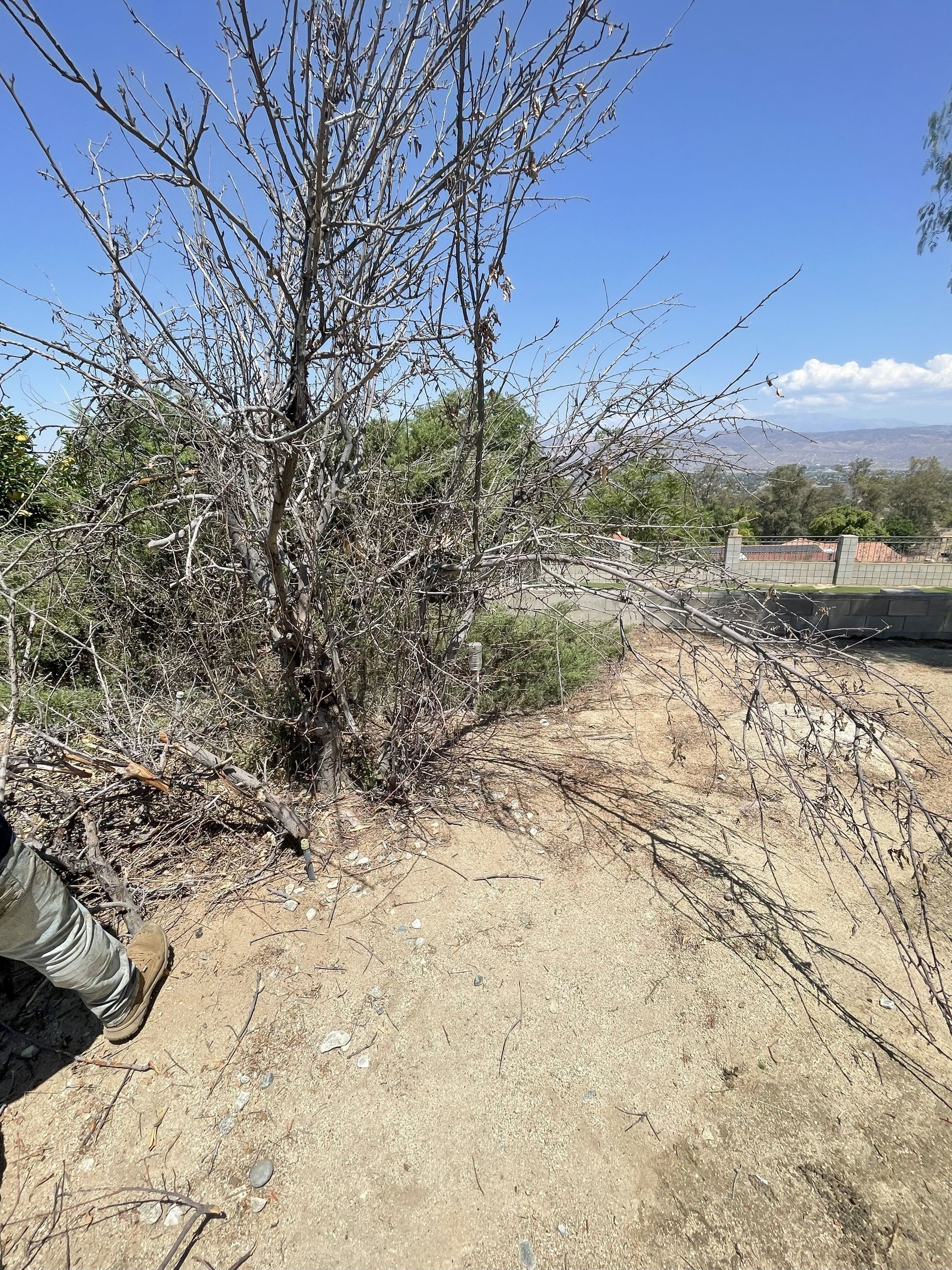 Tree Cutting & Removal, Tree Hauling & Cleanup, Tree Disposal Services