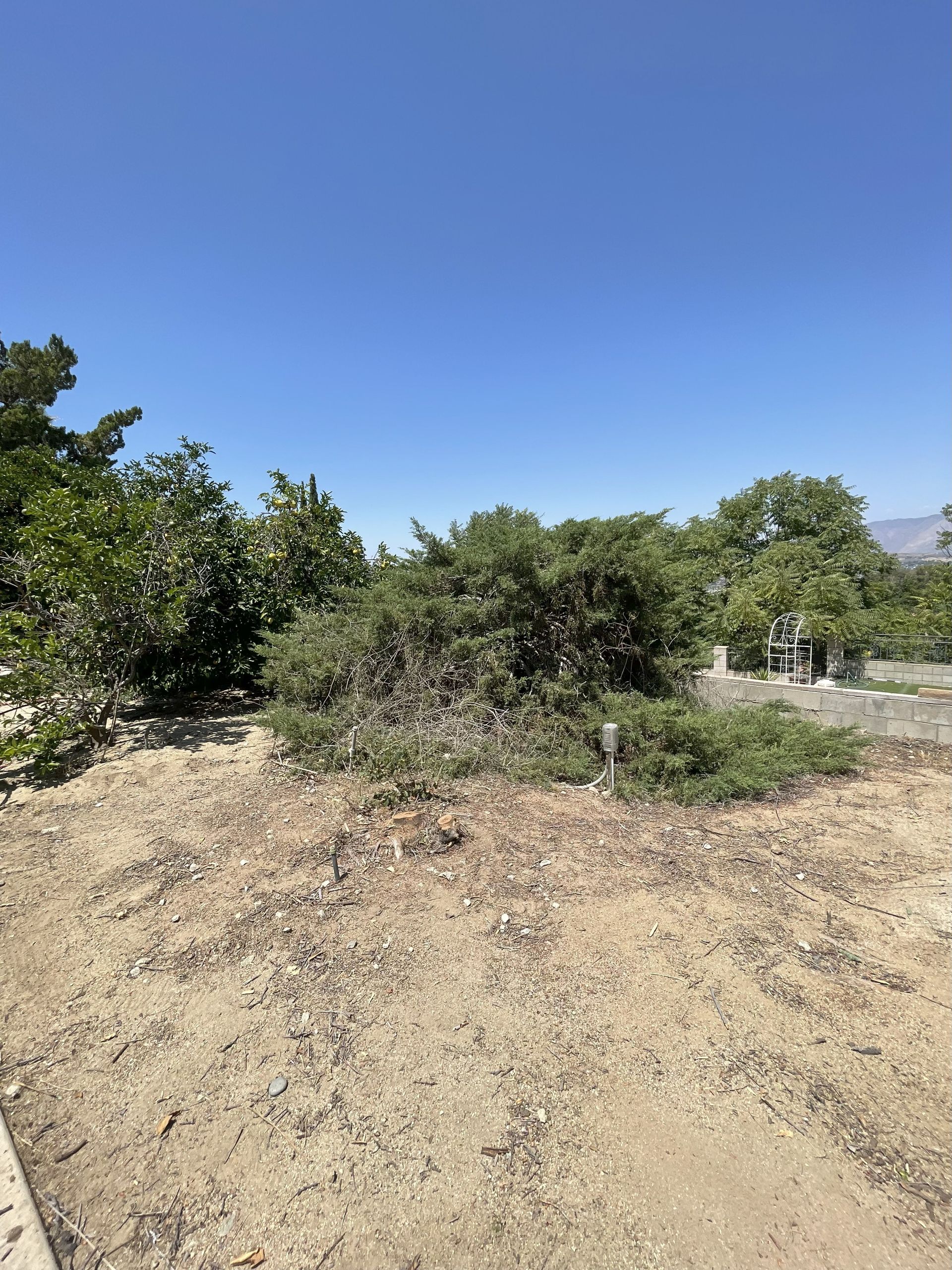 Dry, sandy ground in front of lush, green trees under a clear, blue sky.