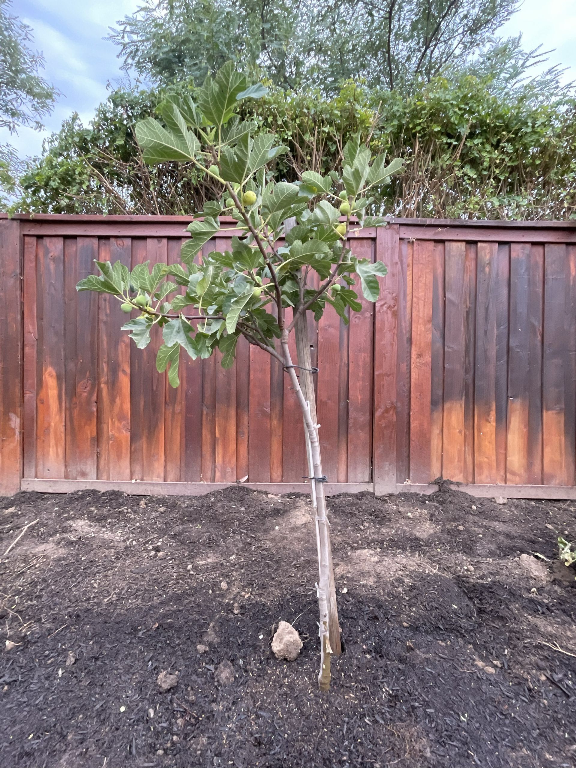 Fruit Tree Planting, Organic Soil Added, Fertilizer Applied