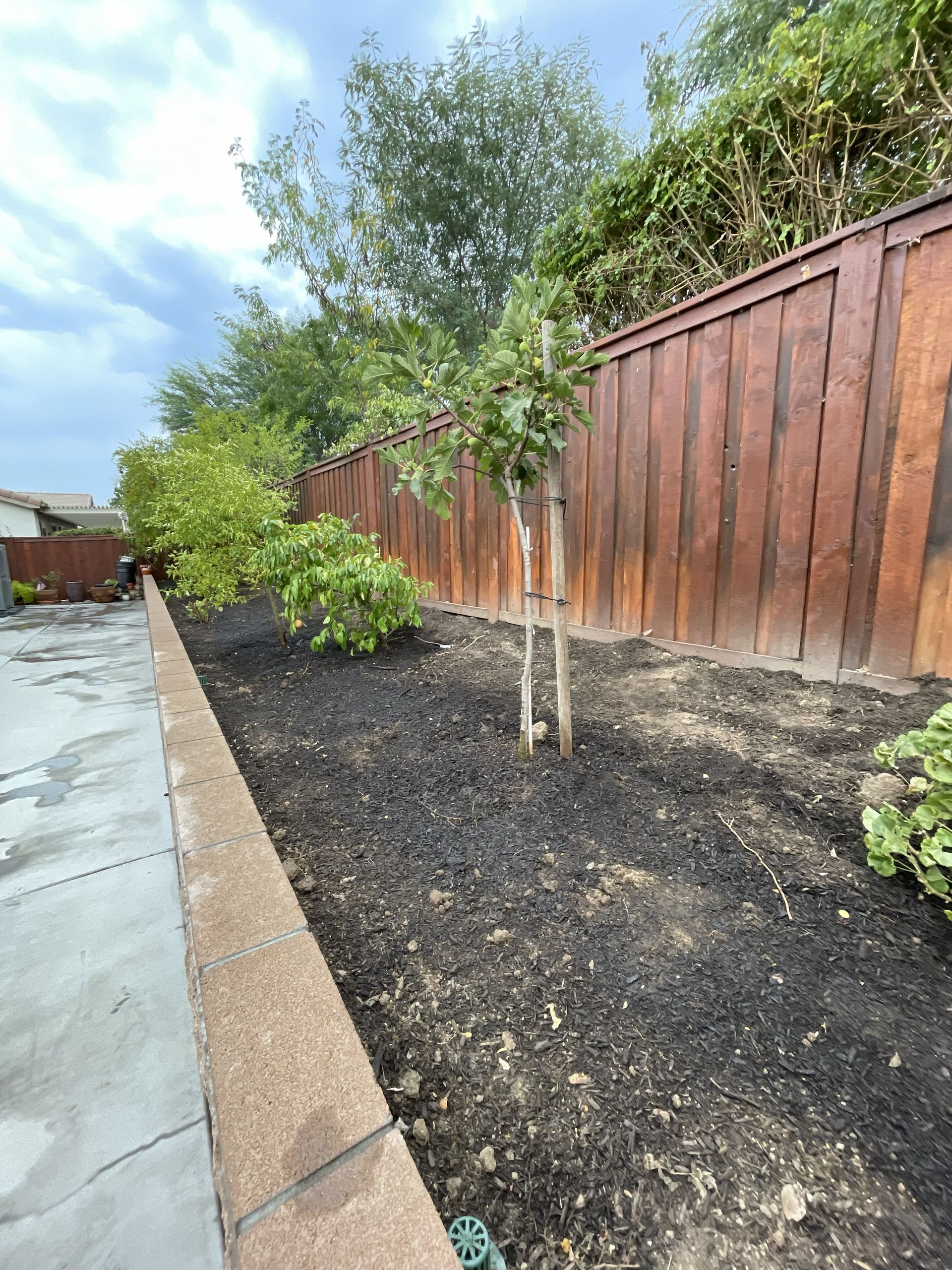 A freshly mulched garden bed with a young tree, bordered by a concrete wall and a brown wooden fence.