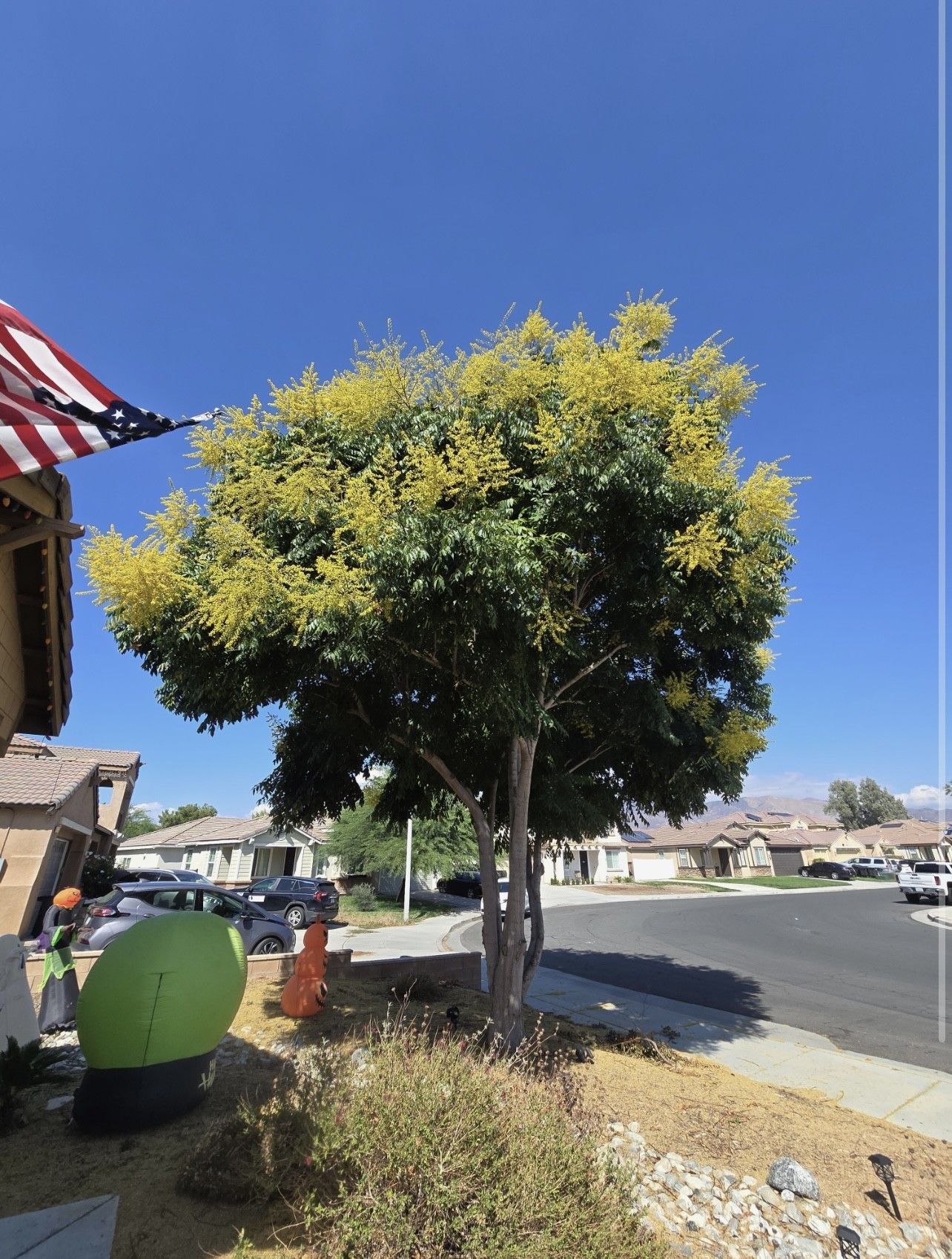 Tree in full bloom with yellow flowers, next to a house with an American flag, on a sunny day.