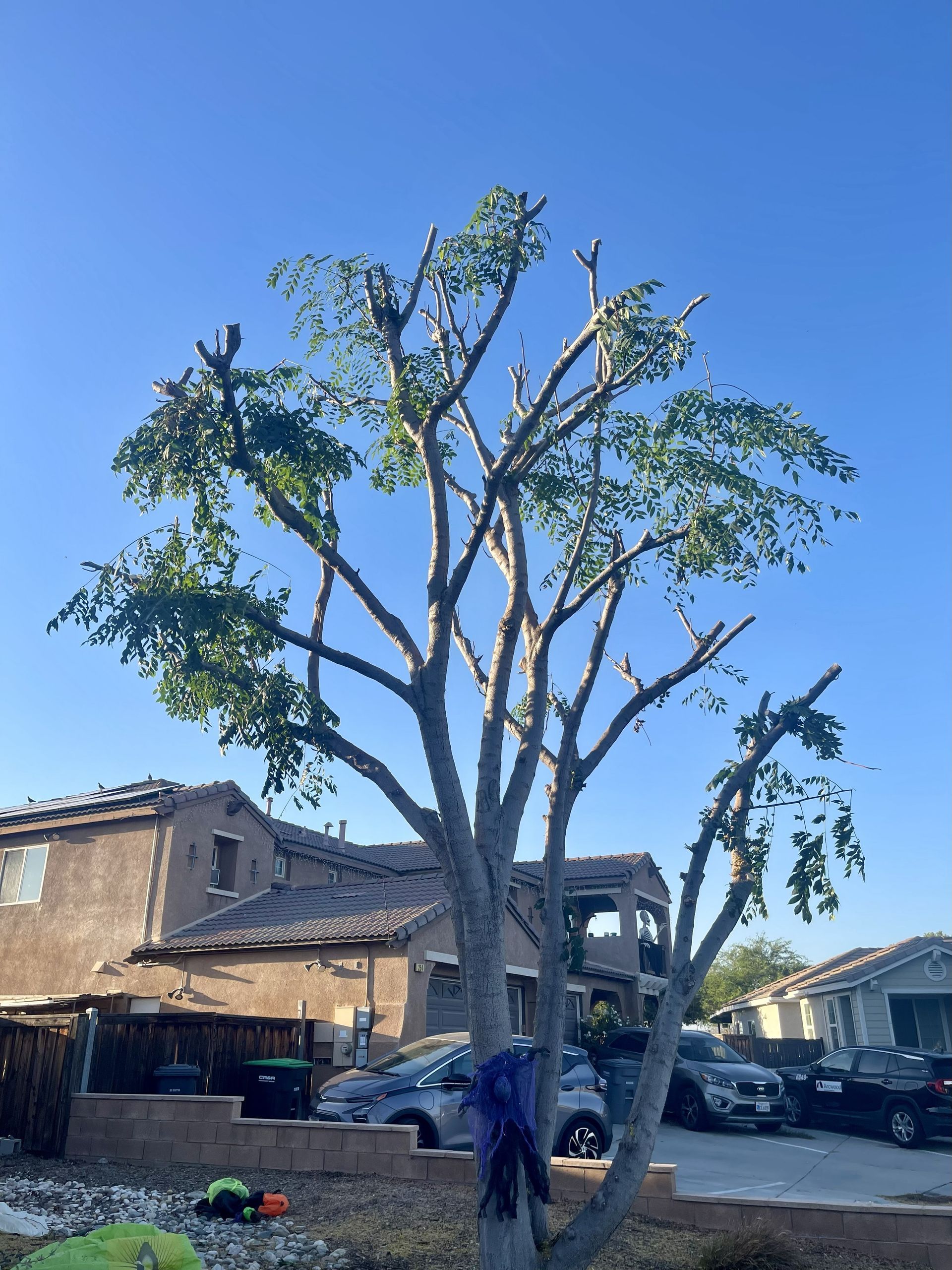Heavy Tree Trimming, Tree Pruning, Canopy Thinning, Branch Cleanup & Hauling