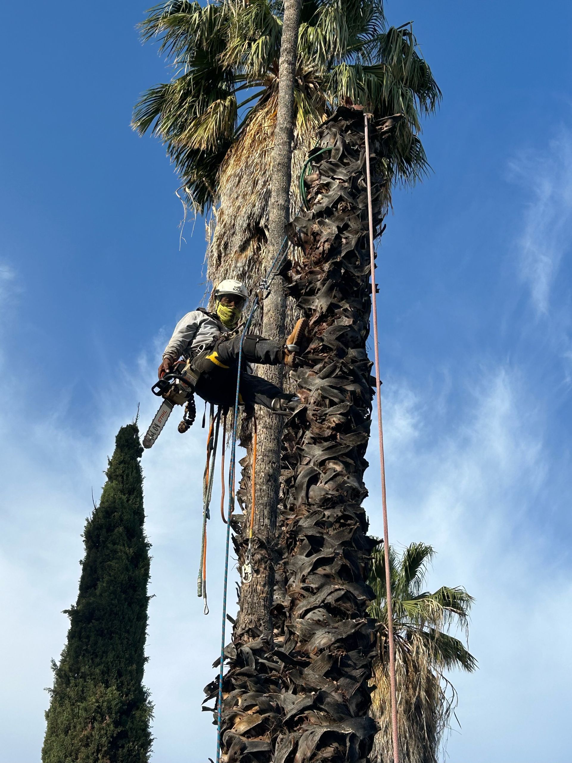 A man is climbing a palm tree with a chainsaw.