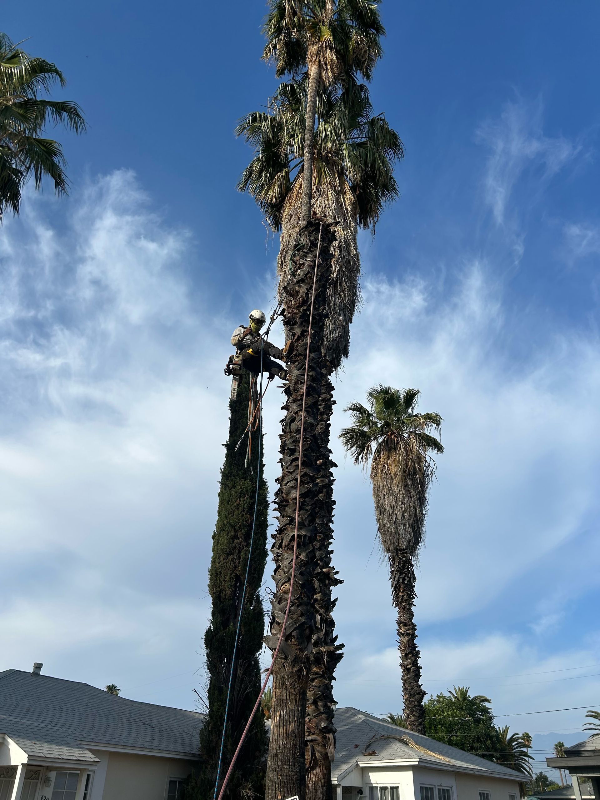 A man is climbing a palm tree in front of a house