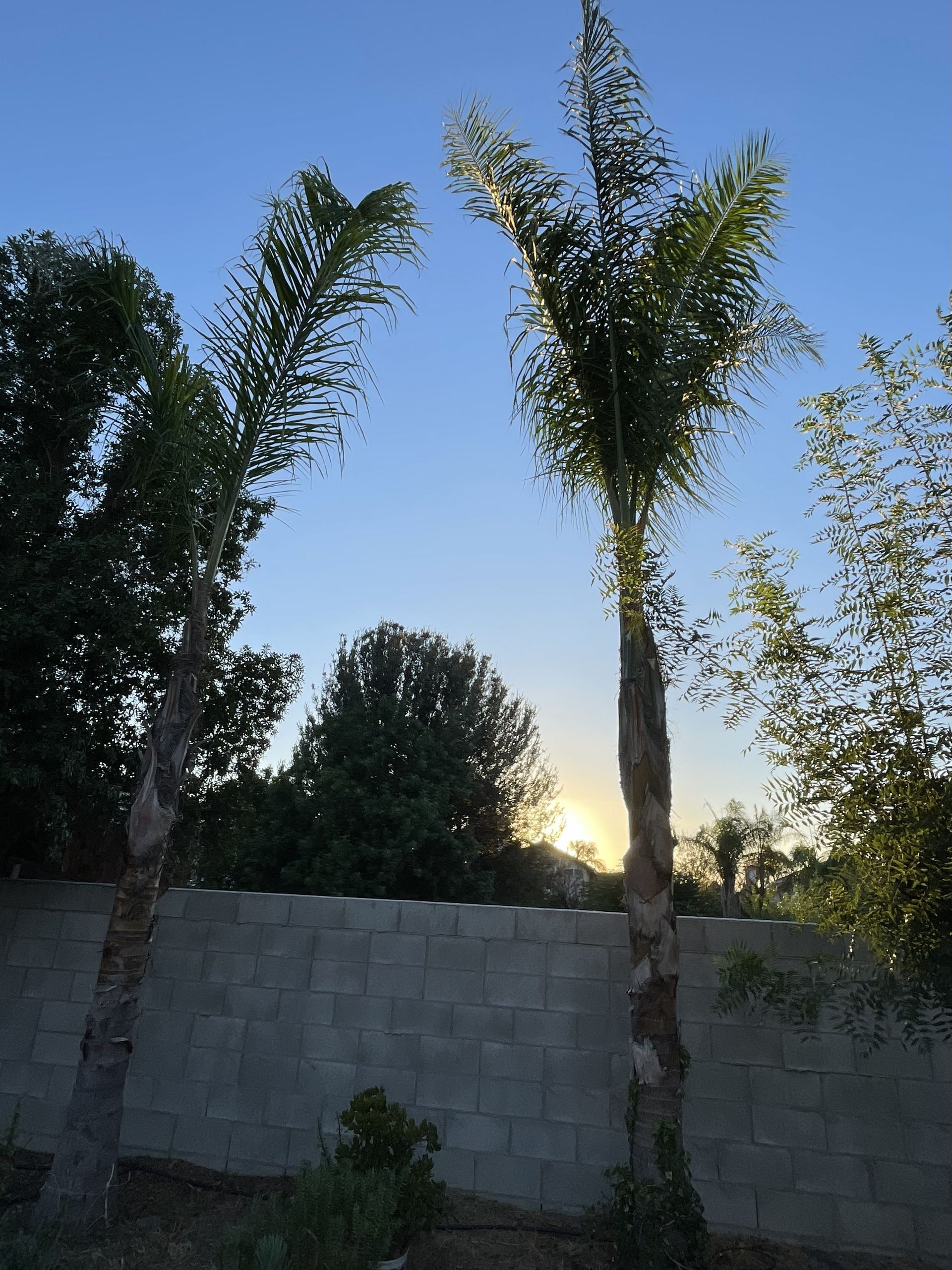 Palm Tree Trimming, Palm Tree Cleanup, Palm Debris Hauling