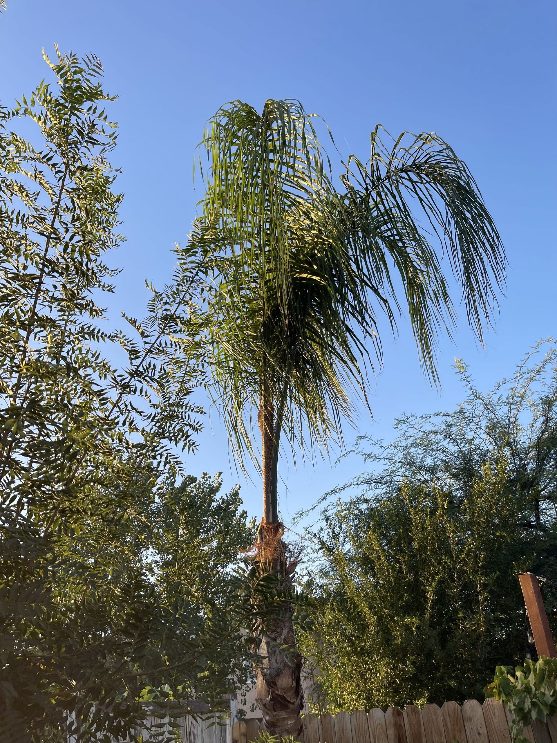 Palm tree with cascading green fronds against a blue sky, surrounded by other trees and a wooden fence.