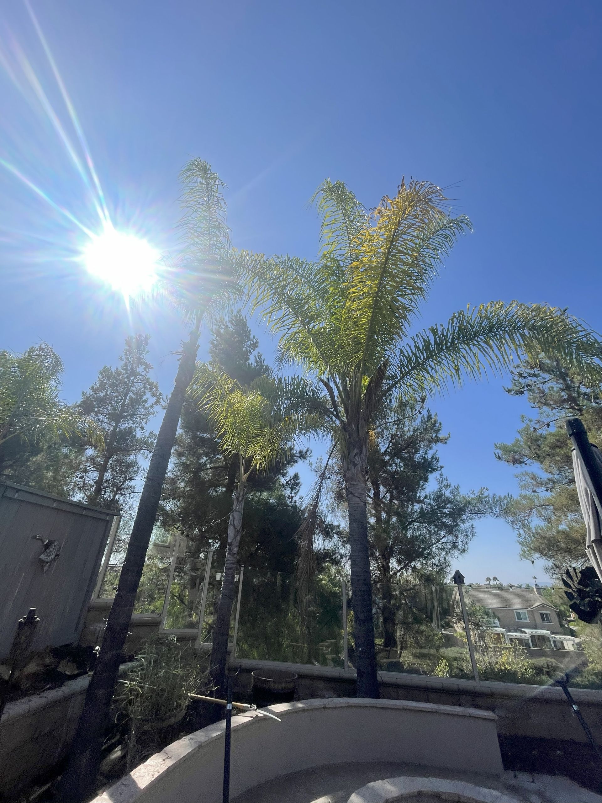 Sun shining through palm trees against a clear blue sky.