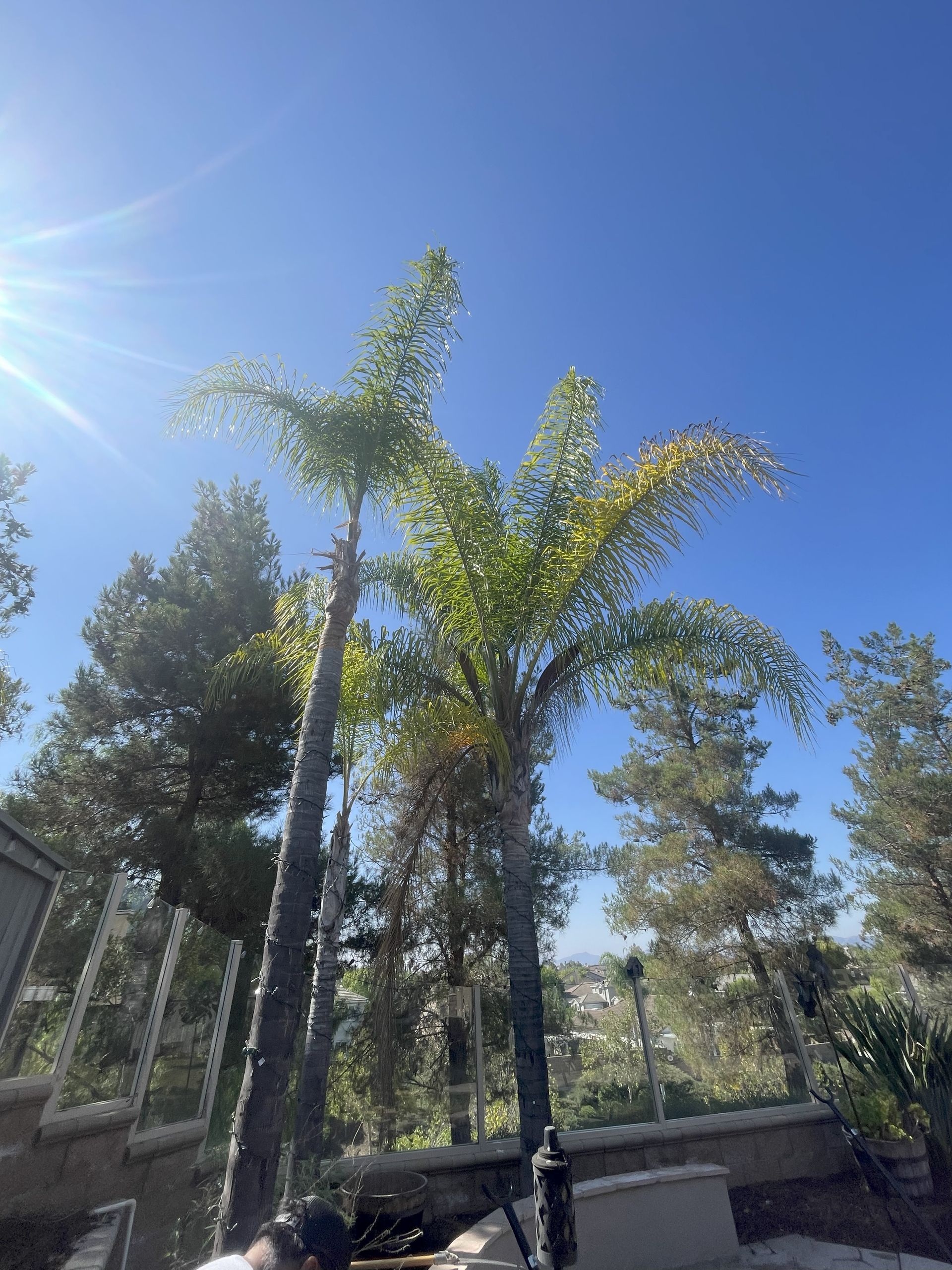 Palm trees against a bright blue sky, with sunlight shining. Other trees and a fence in the background.