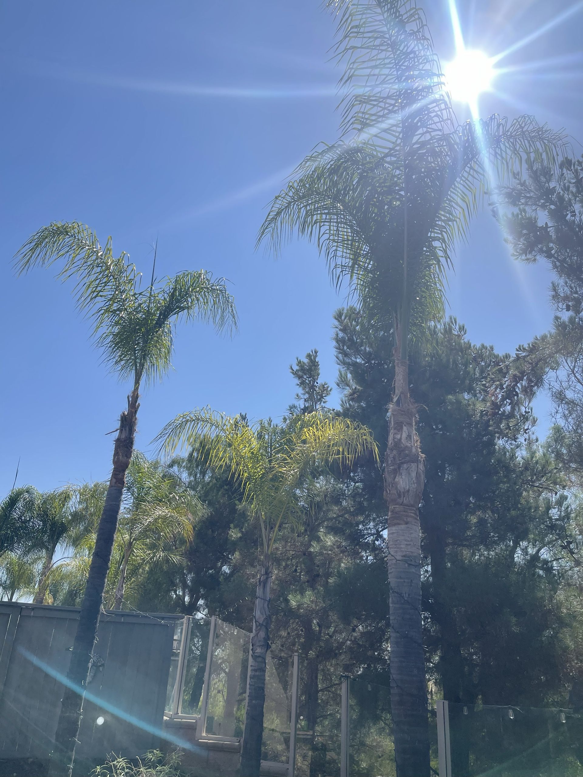 Palm Tree Maintenance, Palm Tree Trimming, Palm Tree Cleanup & Hauling