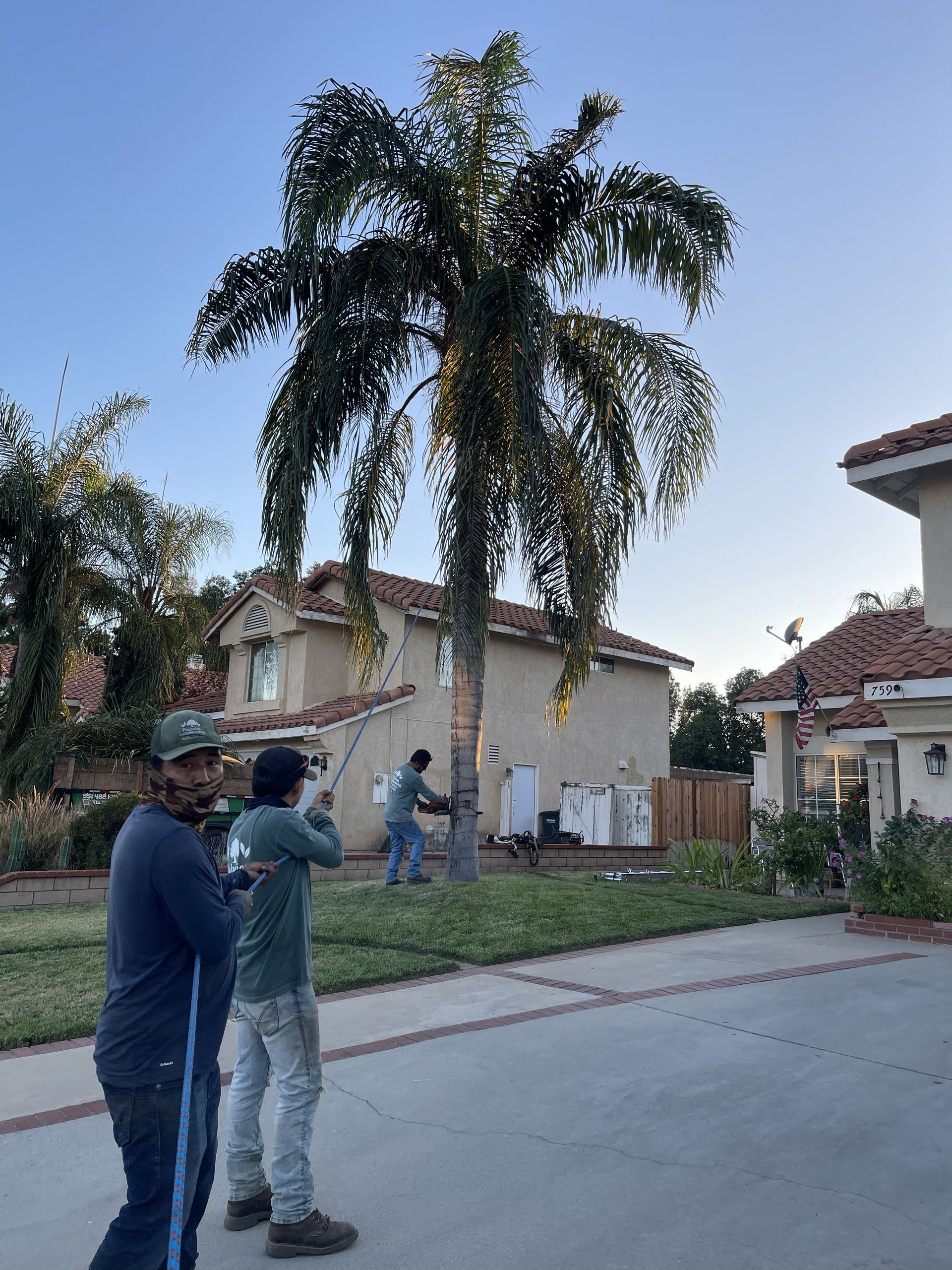 Palm Tree Removal, Palm Cutting, Debris Cleanup, Hauling & Disposal