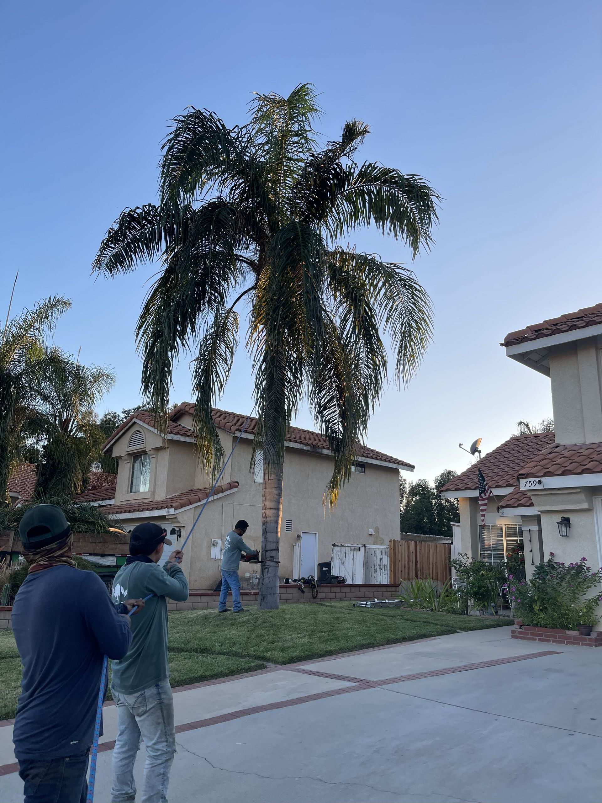 Three people trimming a tall palm tree in front of a house on a sunny day.