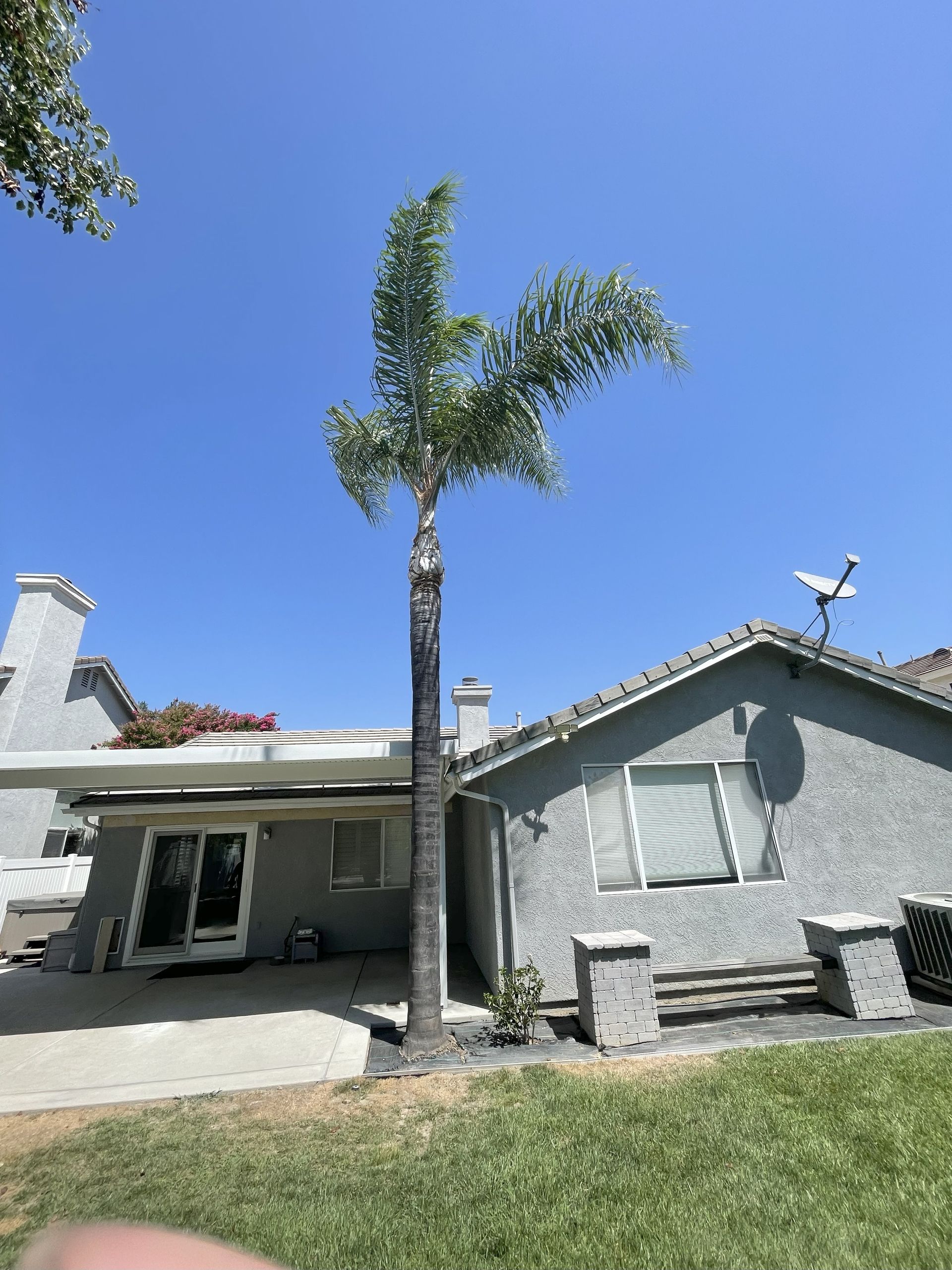 Palm tree next to a gray house under a clear blue sky.