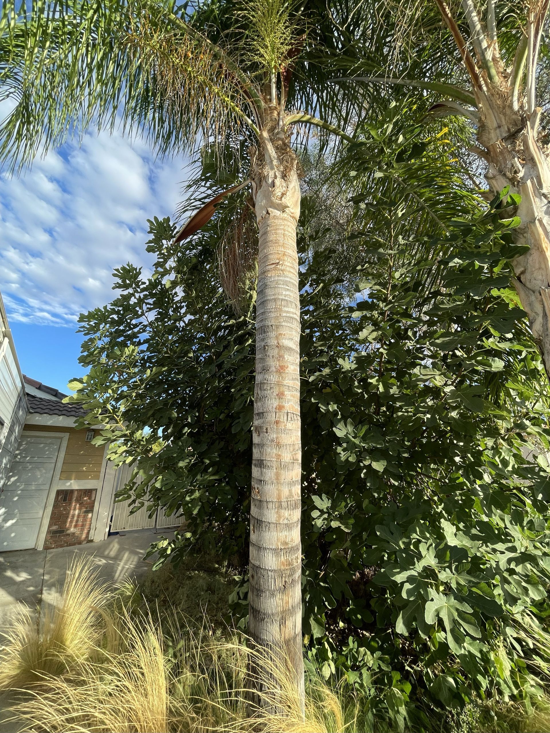 Palm Tree Removal, Stump Grinding, Debris Cleanup & Hauling