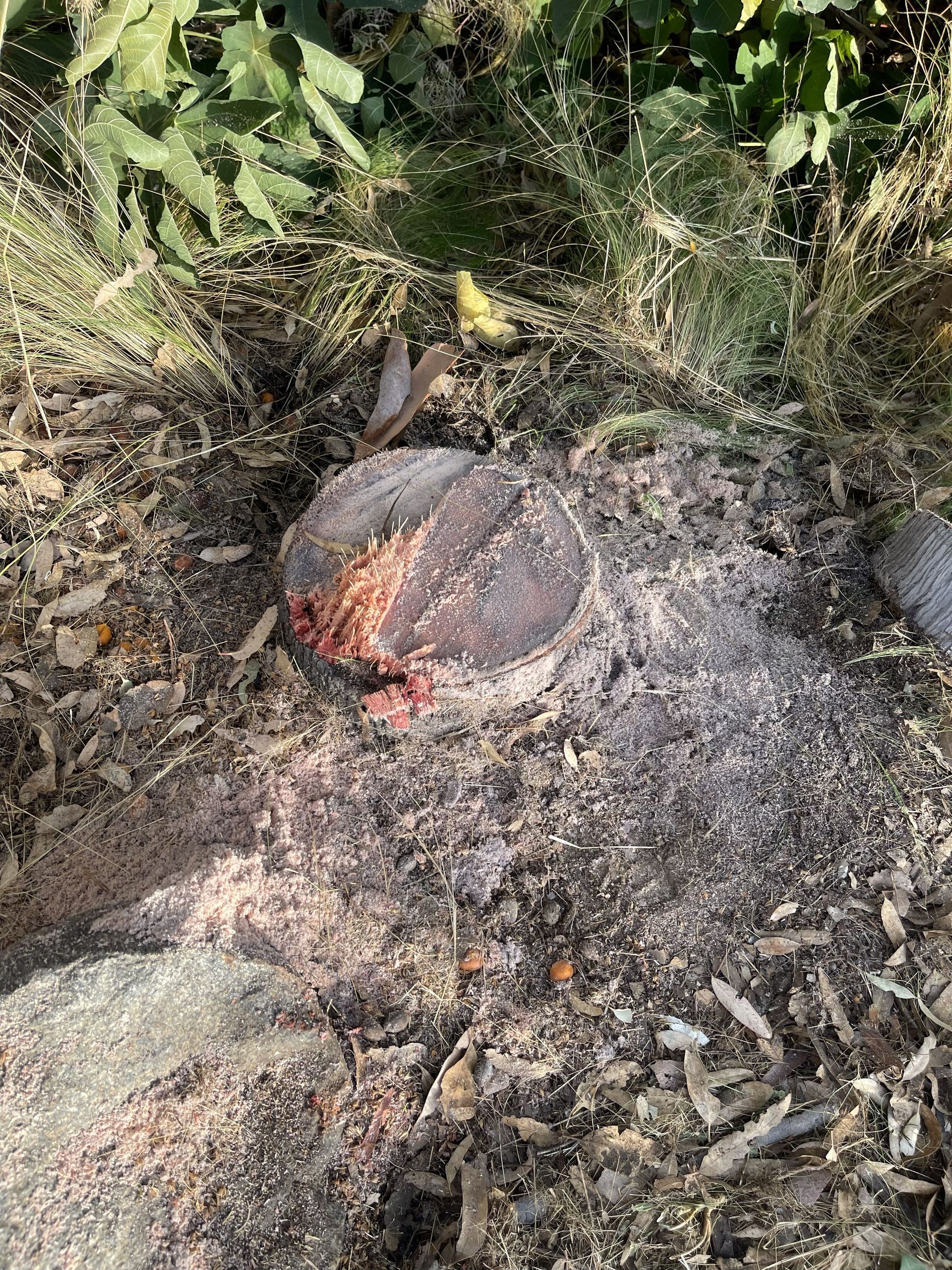 Stump of a cut tree surrounded by wood shavings, outdoors.