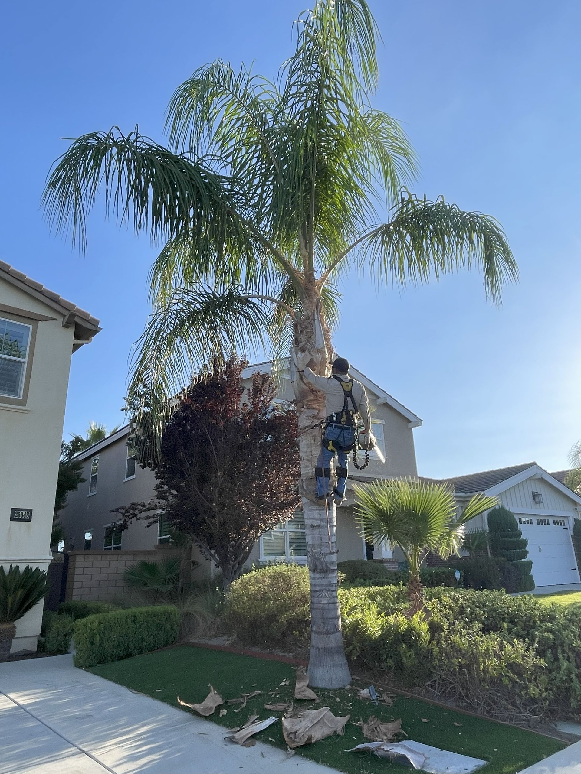 Frond Removal, Crown Cleaning, Canopy Lifting, Tree Shaping, Seed Pod Removal, Dead Frond Removal, Skirt Trimming, Trunk Cleaning, Debris Removal