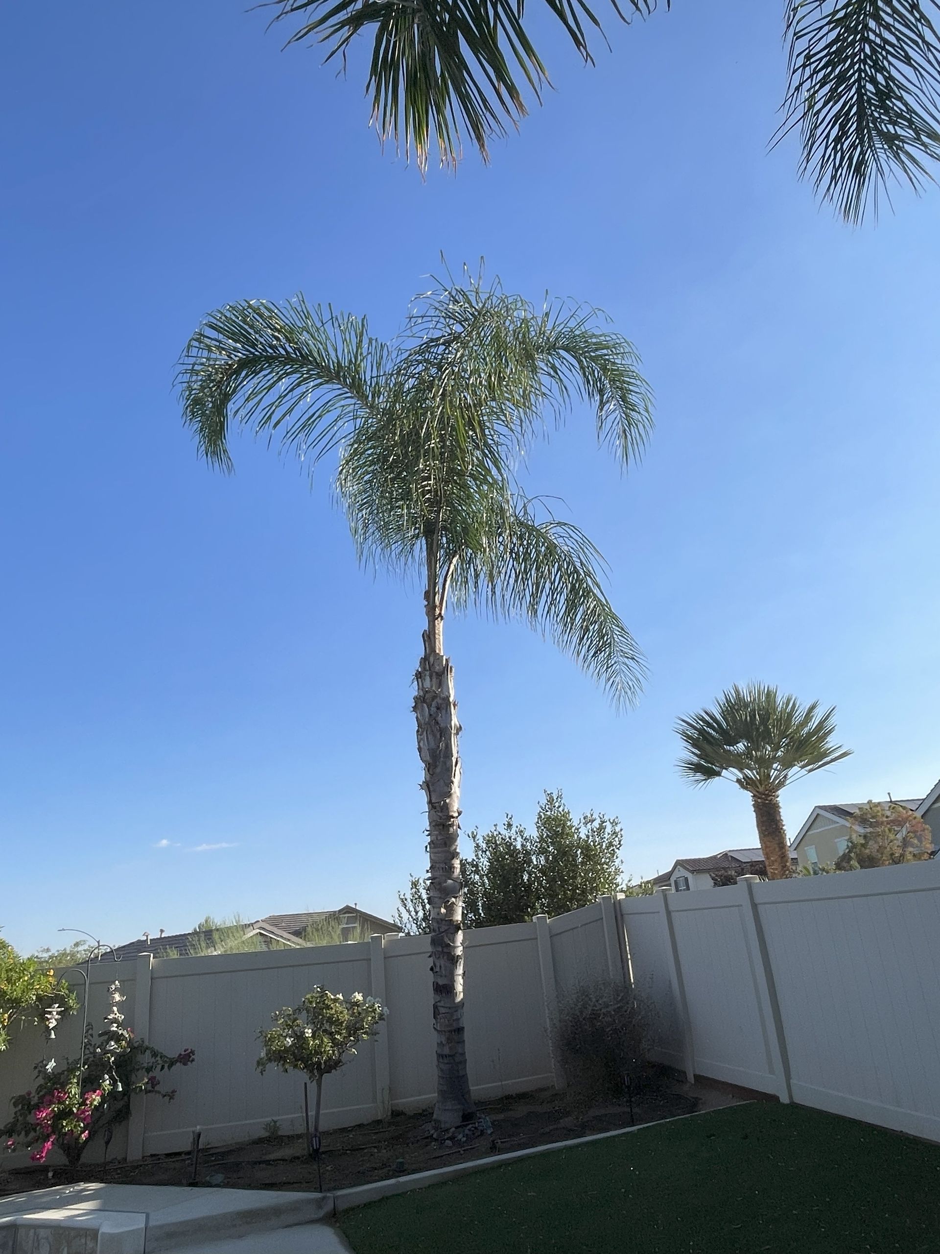 Palm tree against a blue sky, with white fence and some other trees in the background.