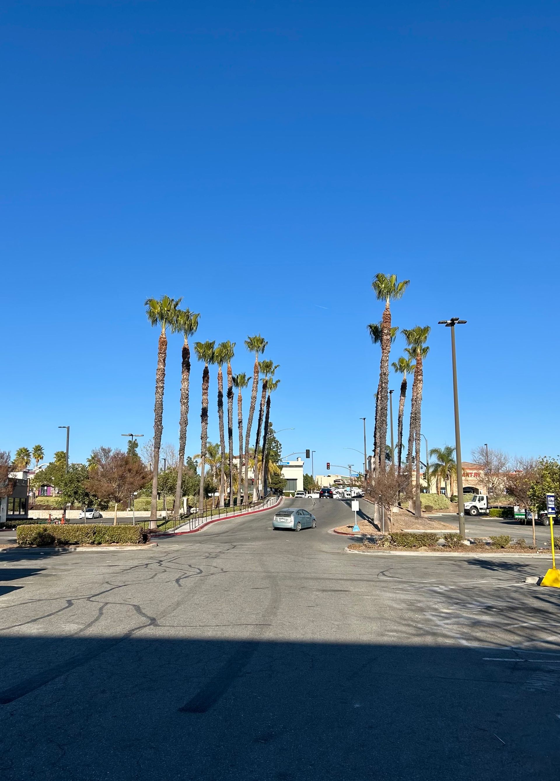 Palm Tree Trimming, Frond Removal, Debris Cleanup