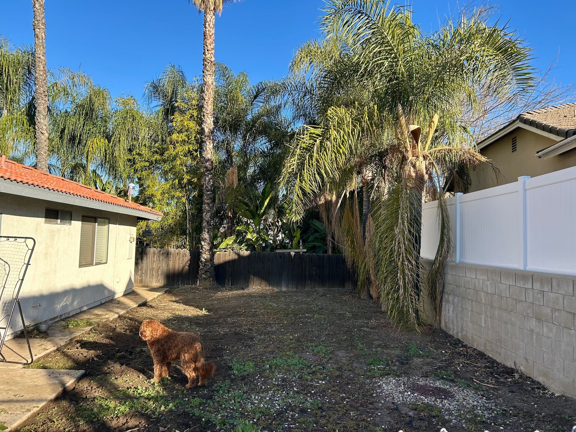 Backyard with unkept palm trees and a house in the background.