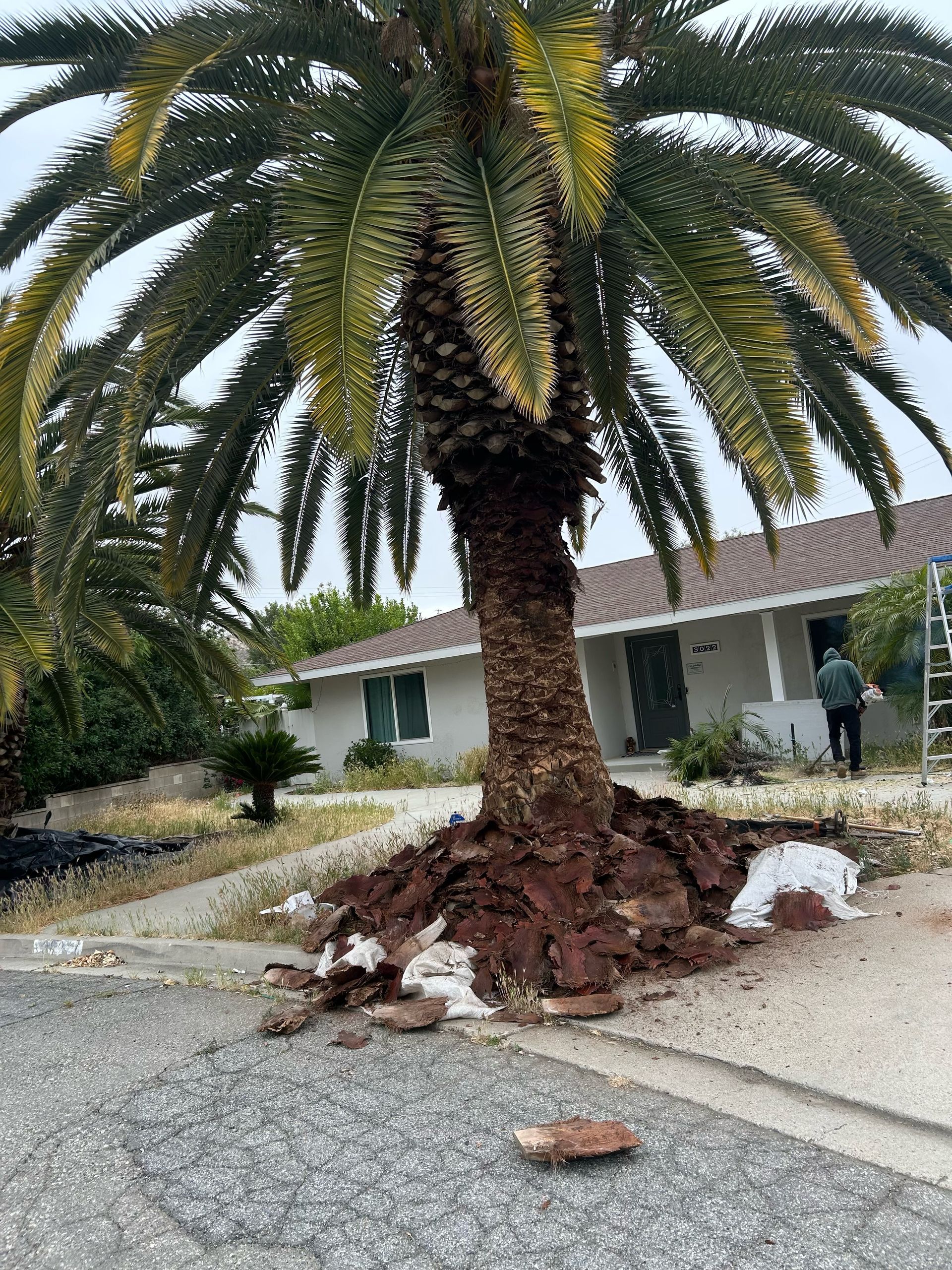 A palm tree is sitting on the side of the road in front of a house.
