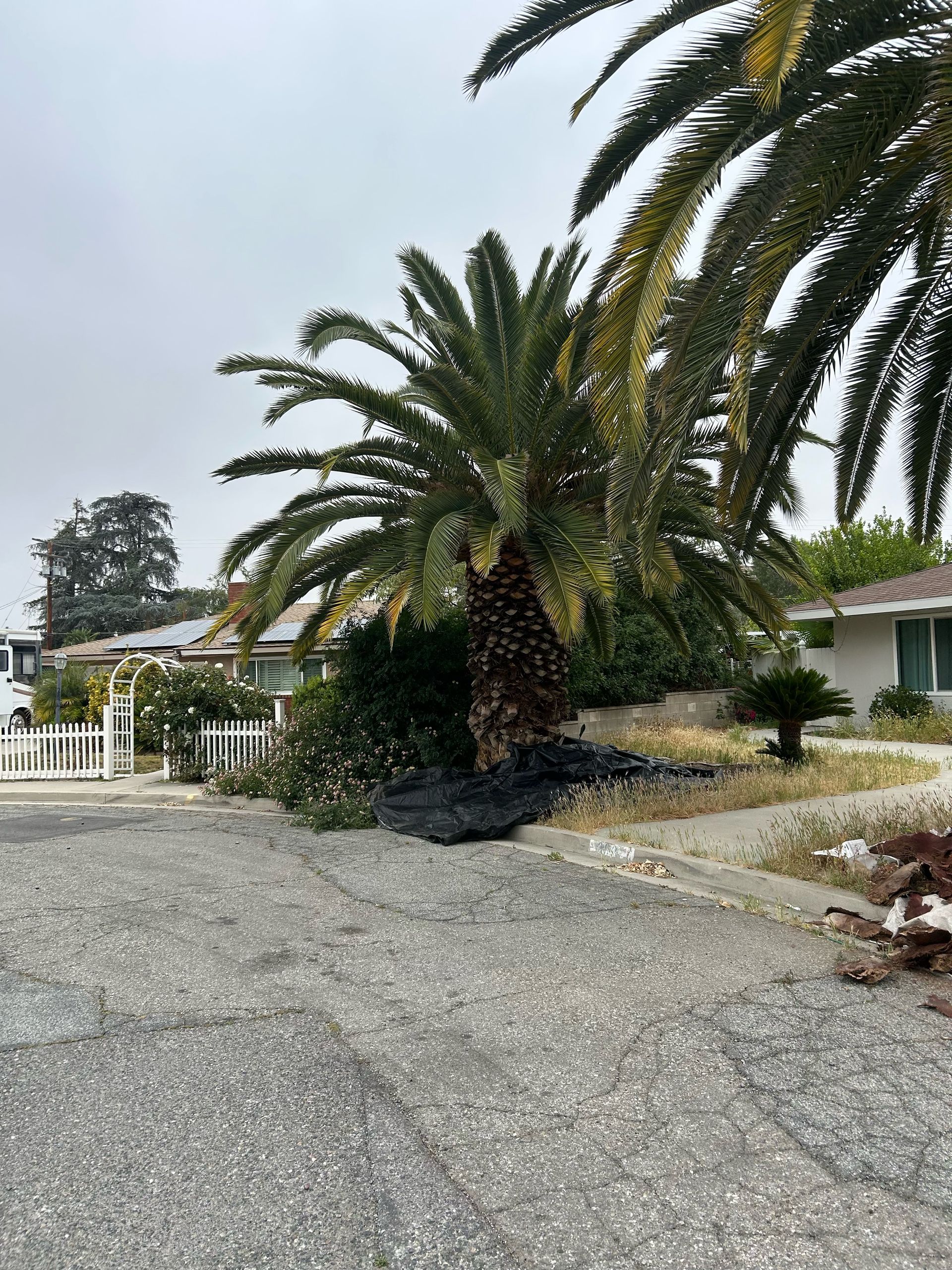 A palm tree in front of a house with a white picket fence