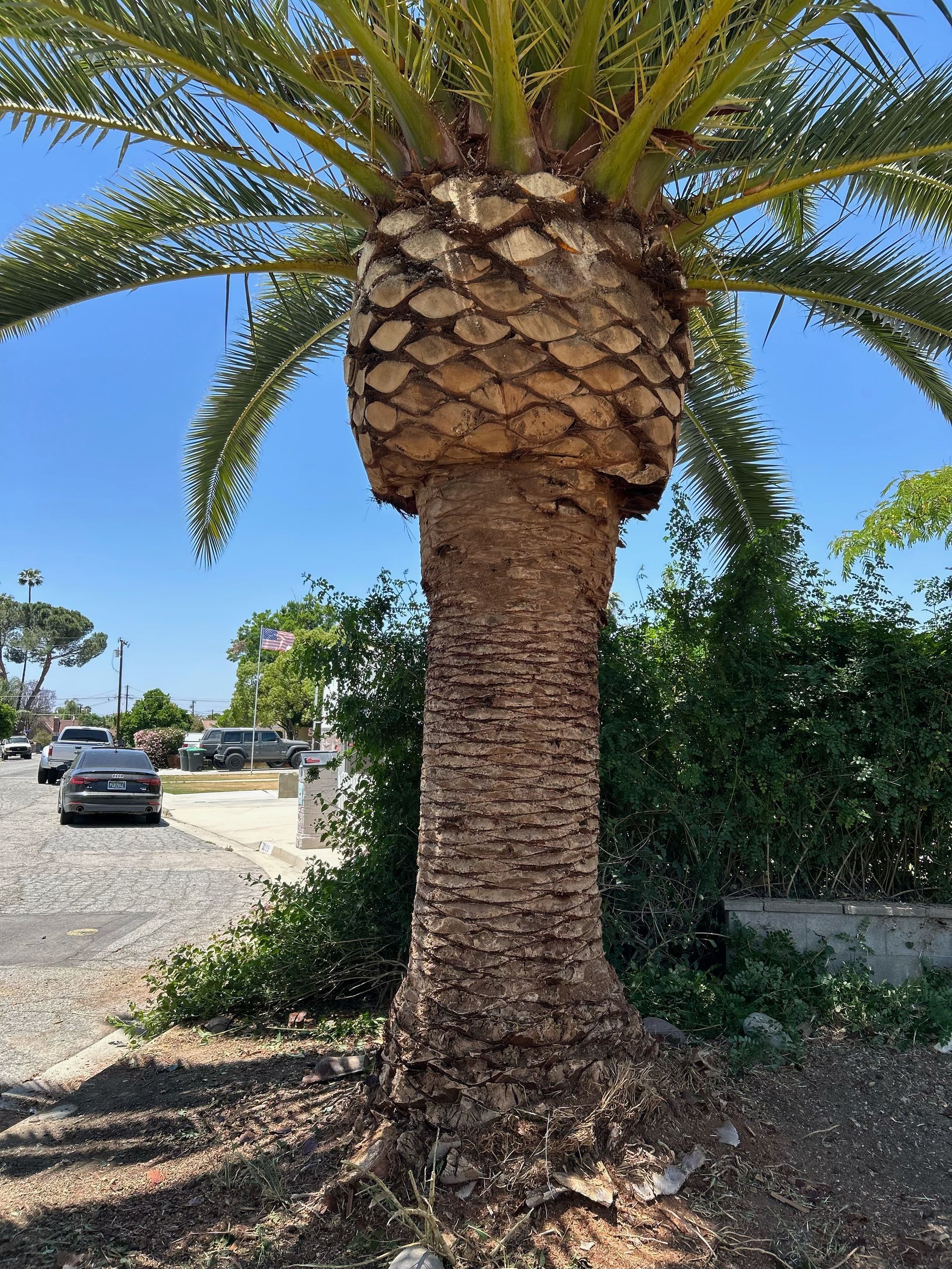 Palm Tree Trunk Cleaning, Palm Tree Shaping, Frond Trimming, Tree Appearance Improvement, Trunk Detailing, Residential Palm Maintenance