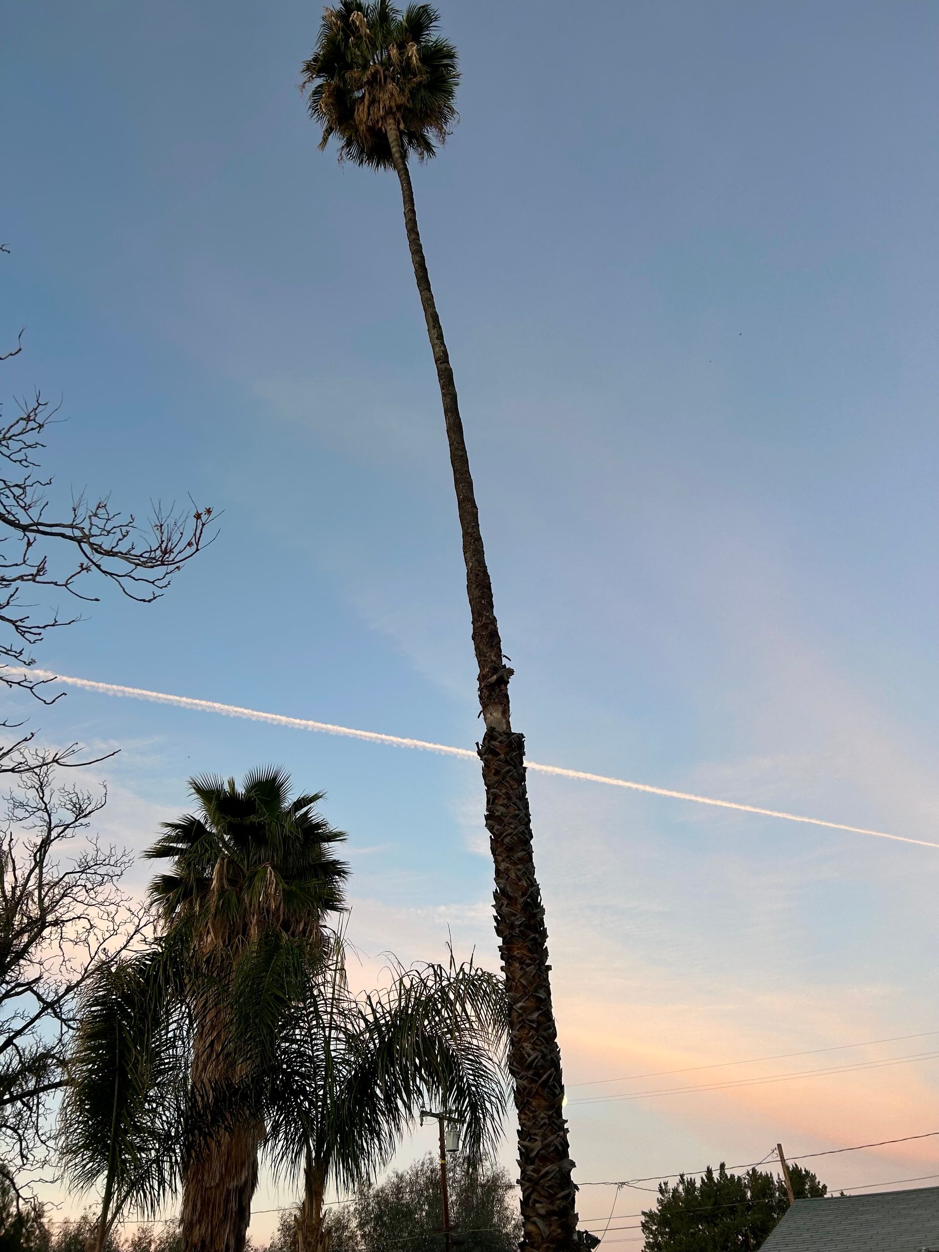 A tall palm tree with a blue sky in the background