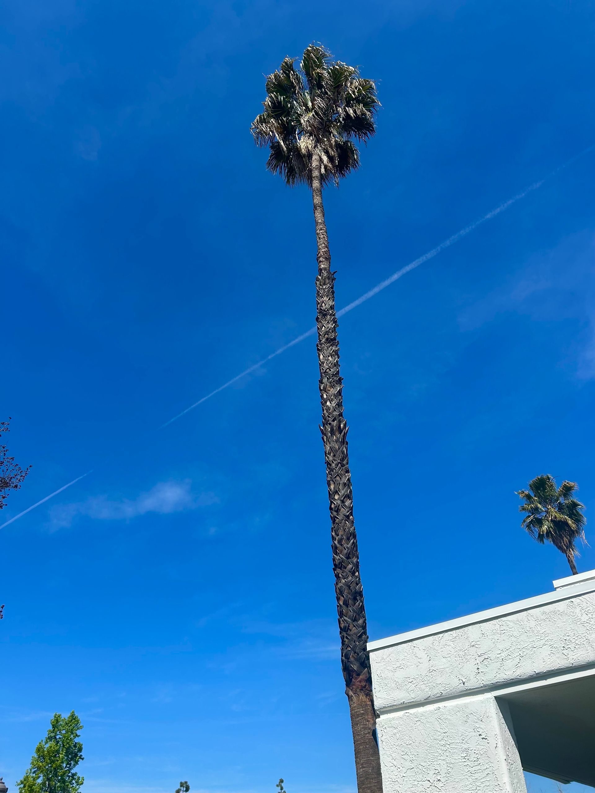 A man is climbing up a tall palm tree
