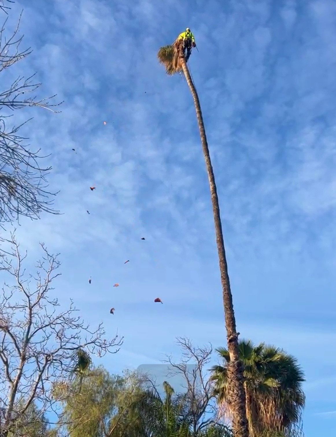 Tall Palm Tree Trimming, Frond Removal, Palm Tree Skinning, Debris Haul Away