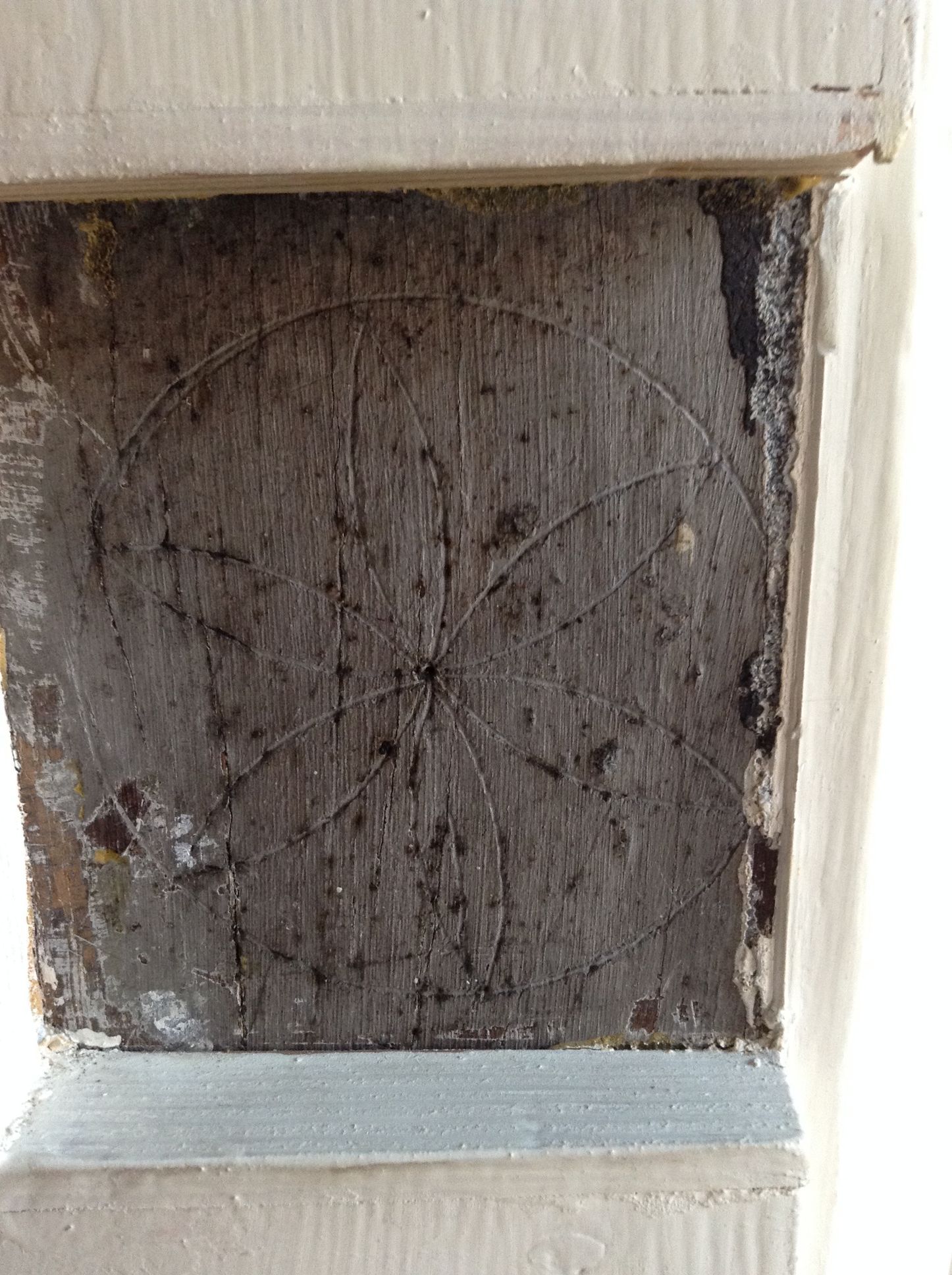 A close up of a piece of wood with ants on it.