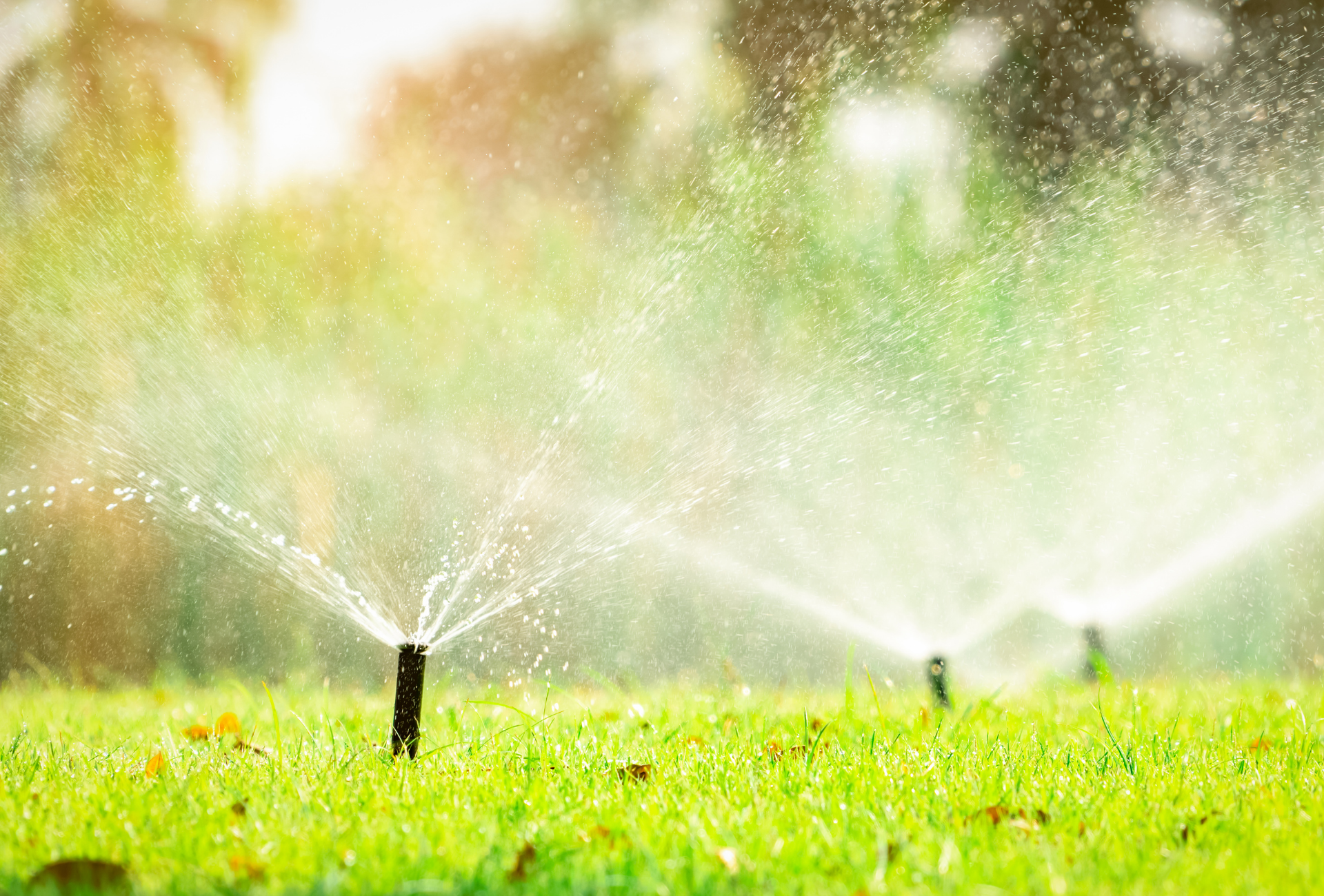 A sprinkler is spraying water on a lush green lawn.