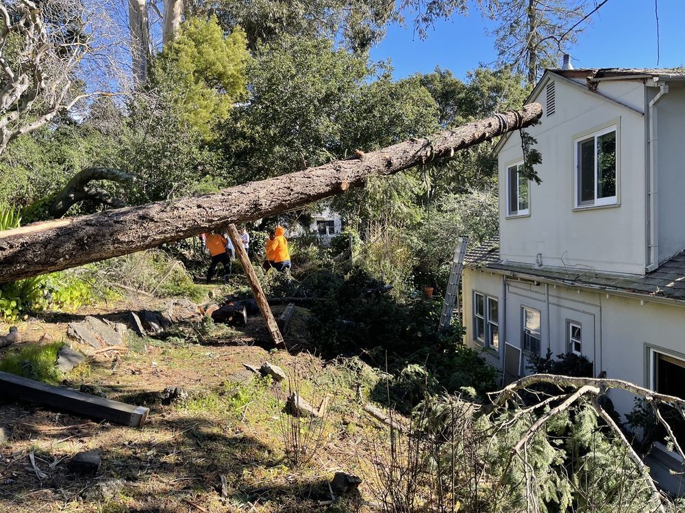 A large tree is fallen on top of a house.